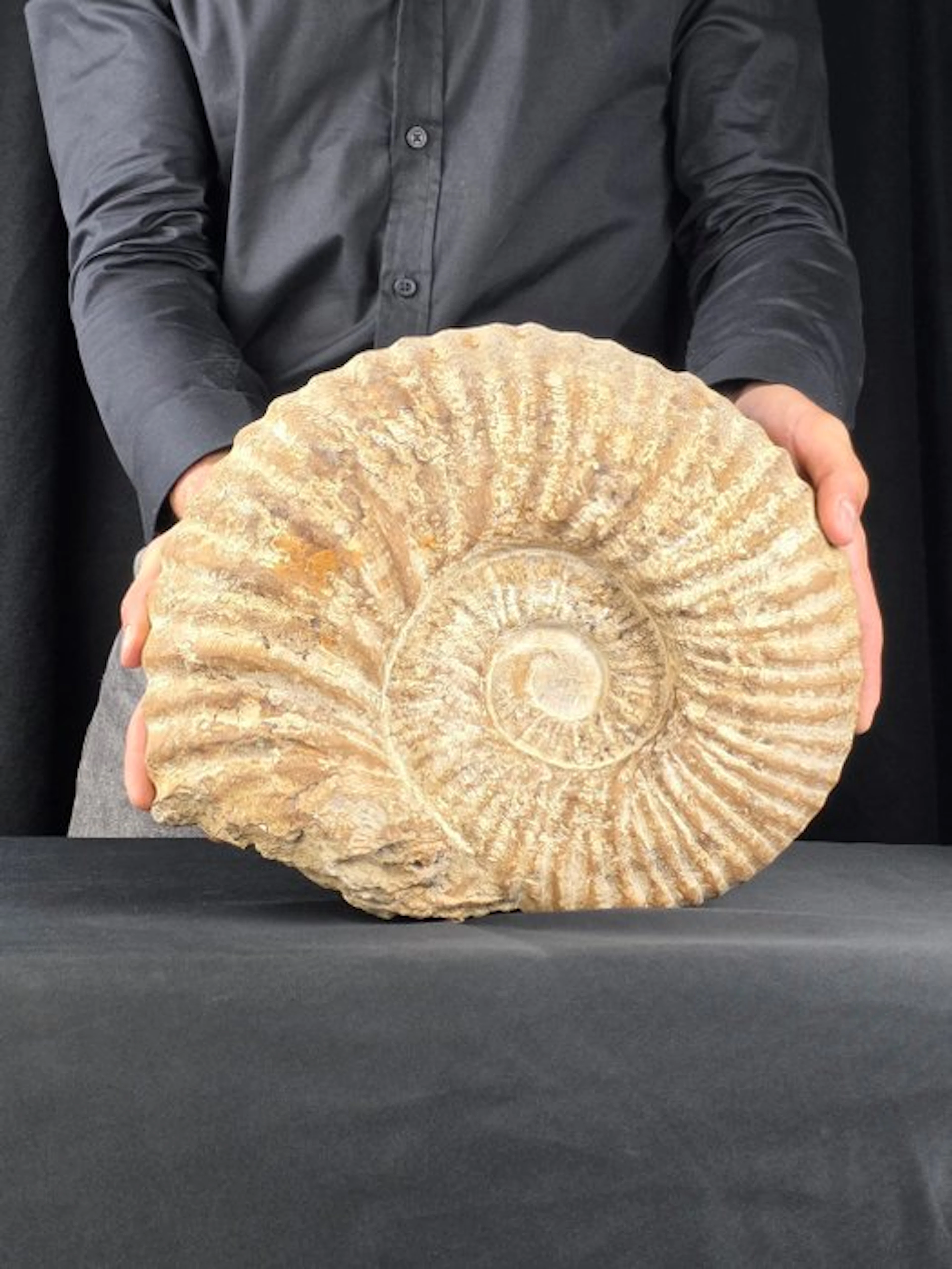 Large Ammonite - 8,53 kg - Fossilised animal - Mantelliceras