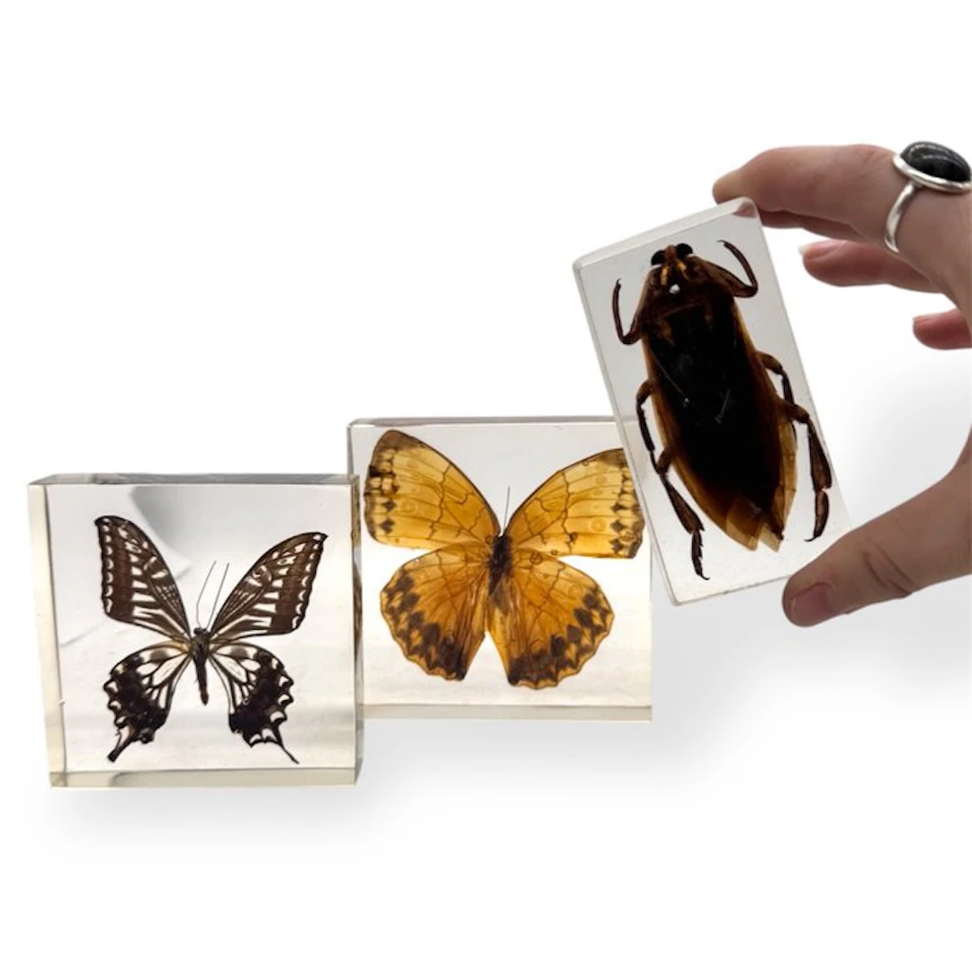 Butterflies and beetle in resin set Taxidermy full body...