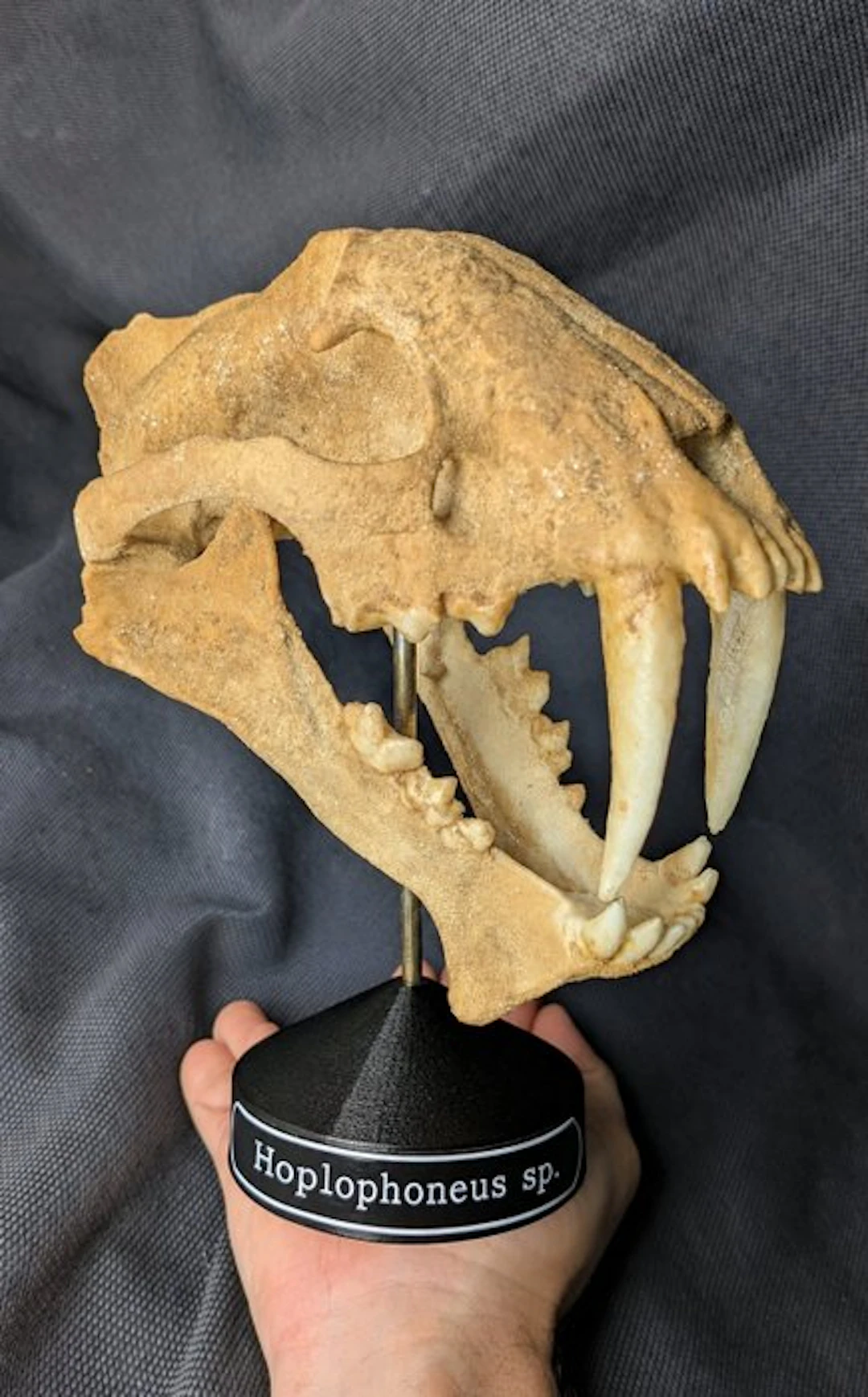 Fossil skull - Hoplophoneus sp