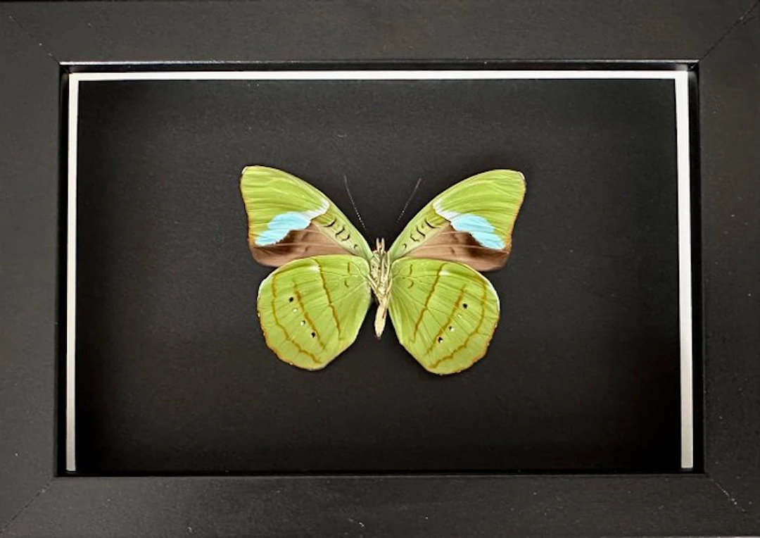 Butterfly Taxidermy full body mount - Nessaea hewitsonii...