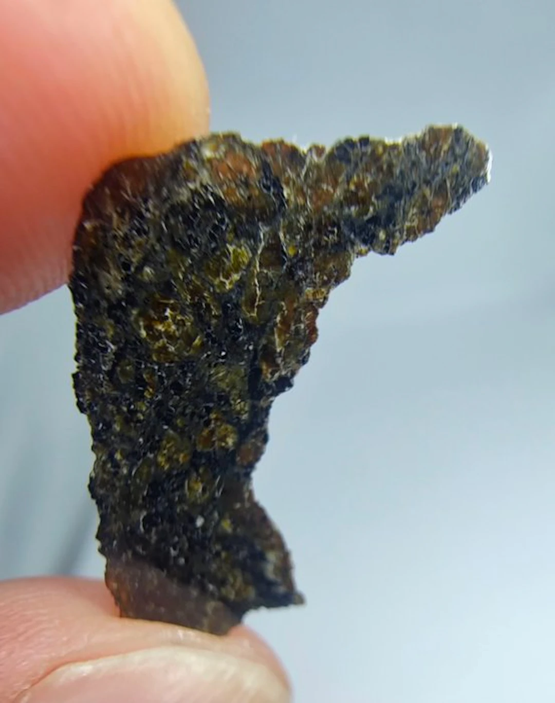 Martian (olivine-bearing shergottite) NEA 145 - 0.59 g