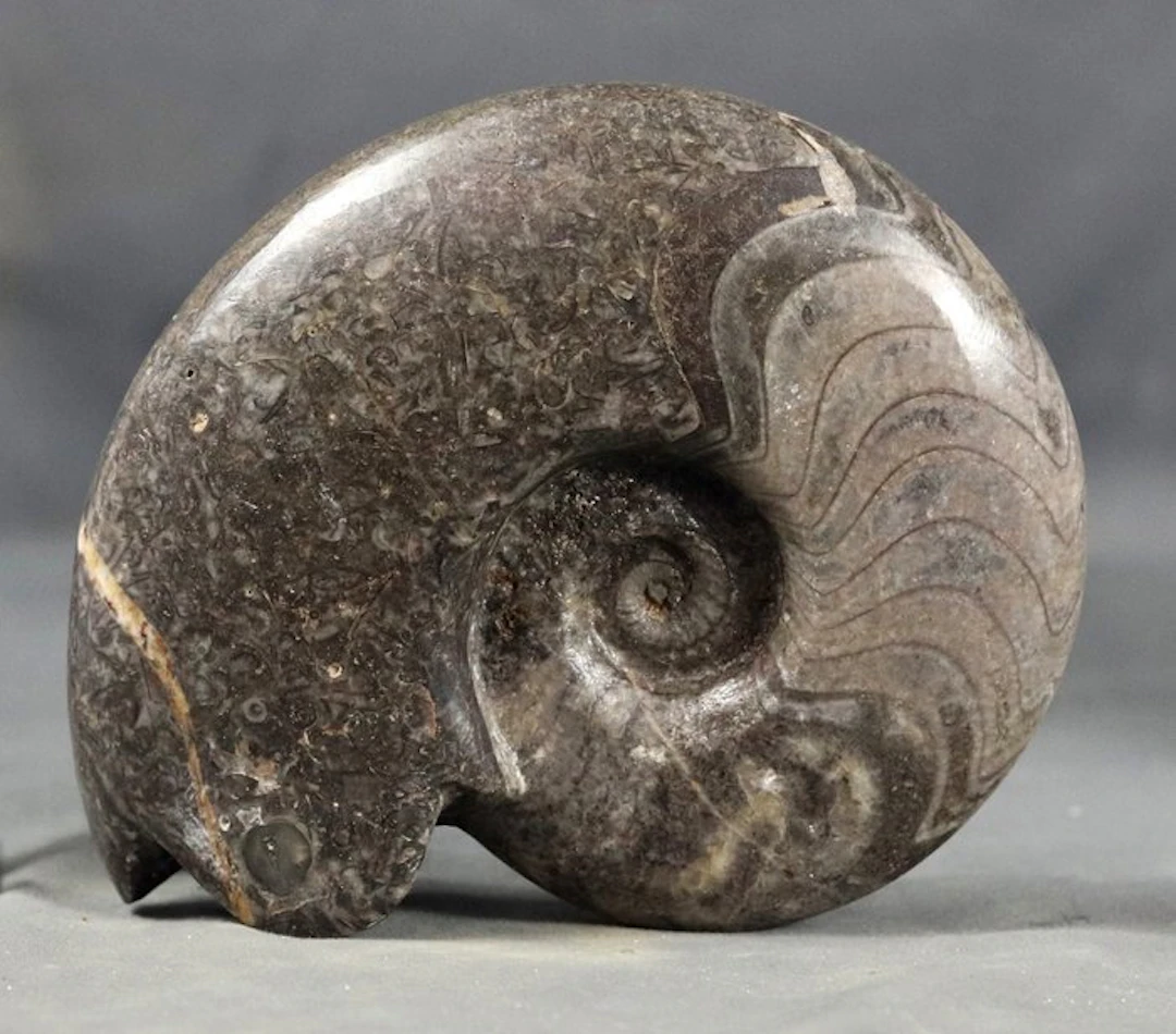 Decorative Fossil Goniatite - Very colorful - Self...