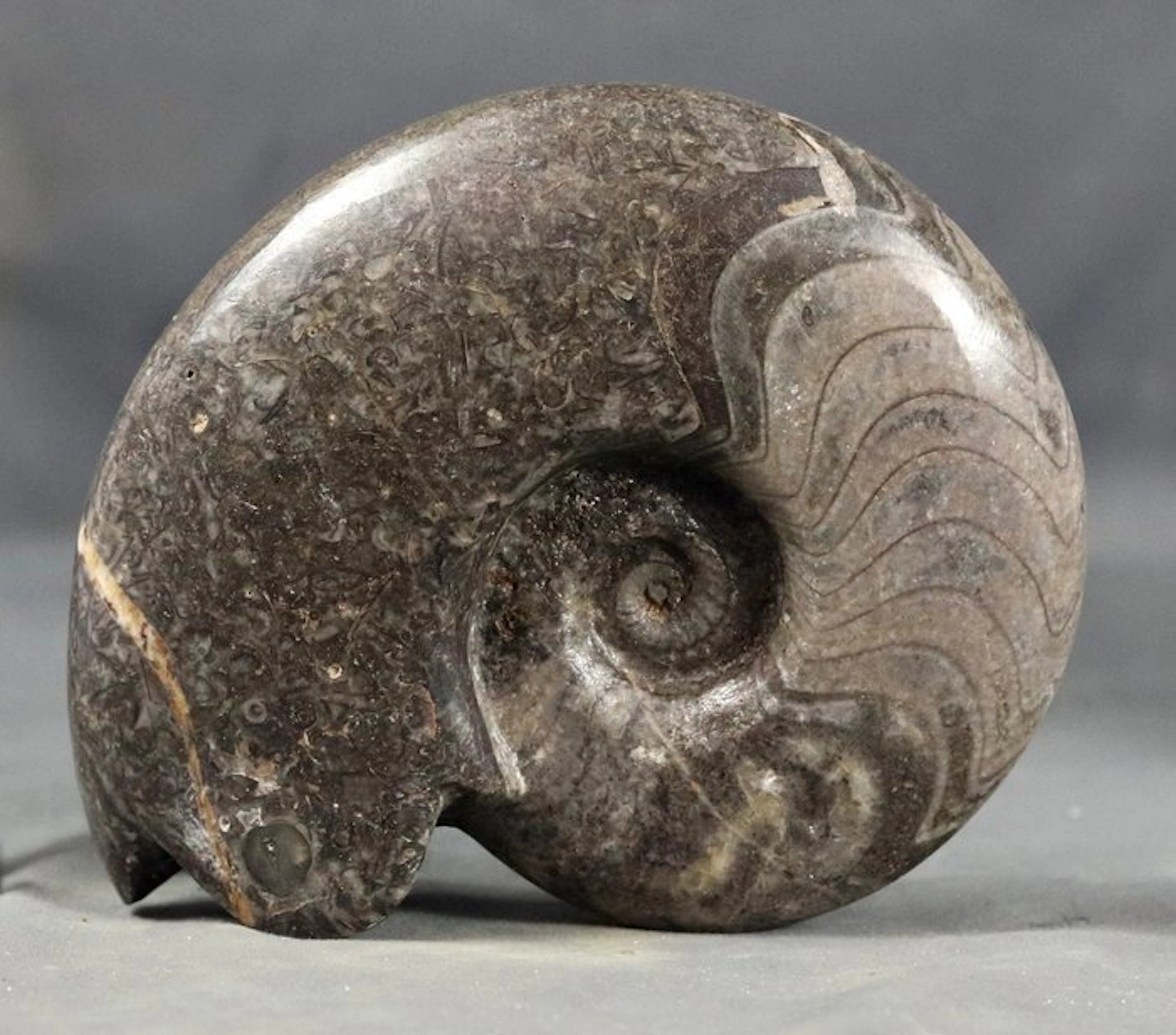 Decorative Fossil Goniatite - Very colorful - Self...