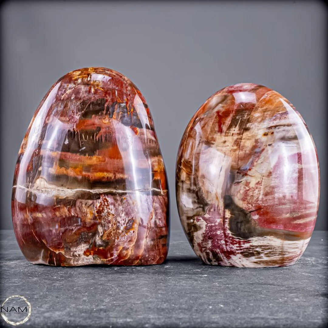 Natural petrified wood freeforms from Madagascar –...