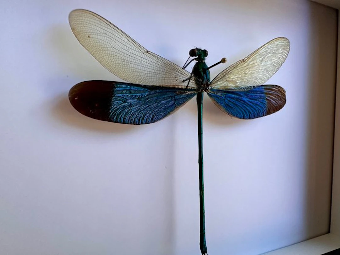 Dragonfly Taxidermy full body mount - Neurobasis...