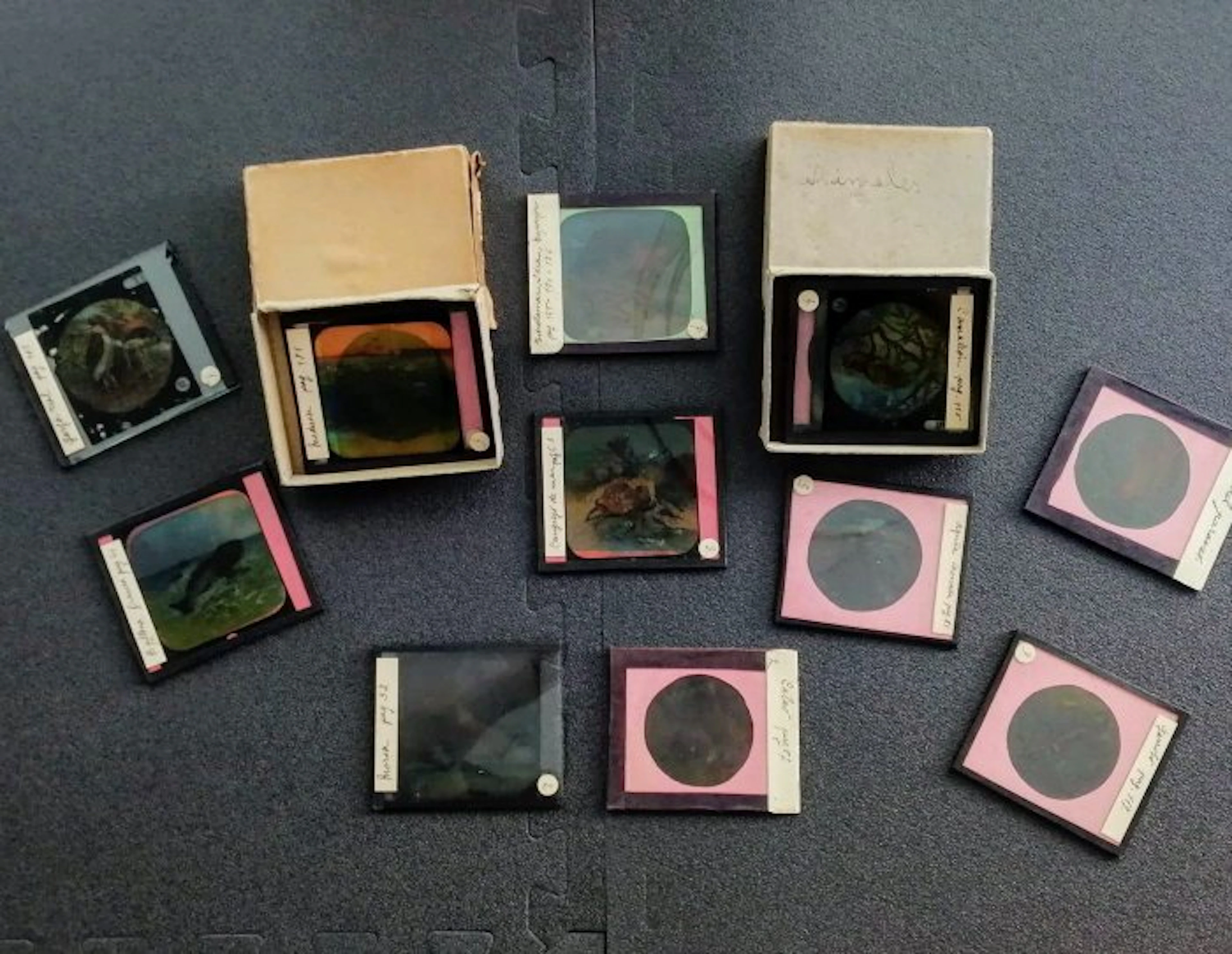 1930s Lote 15 placas de cristal zoología e historia...