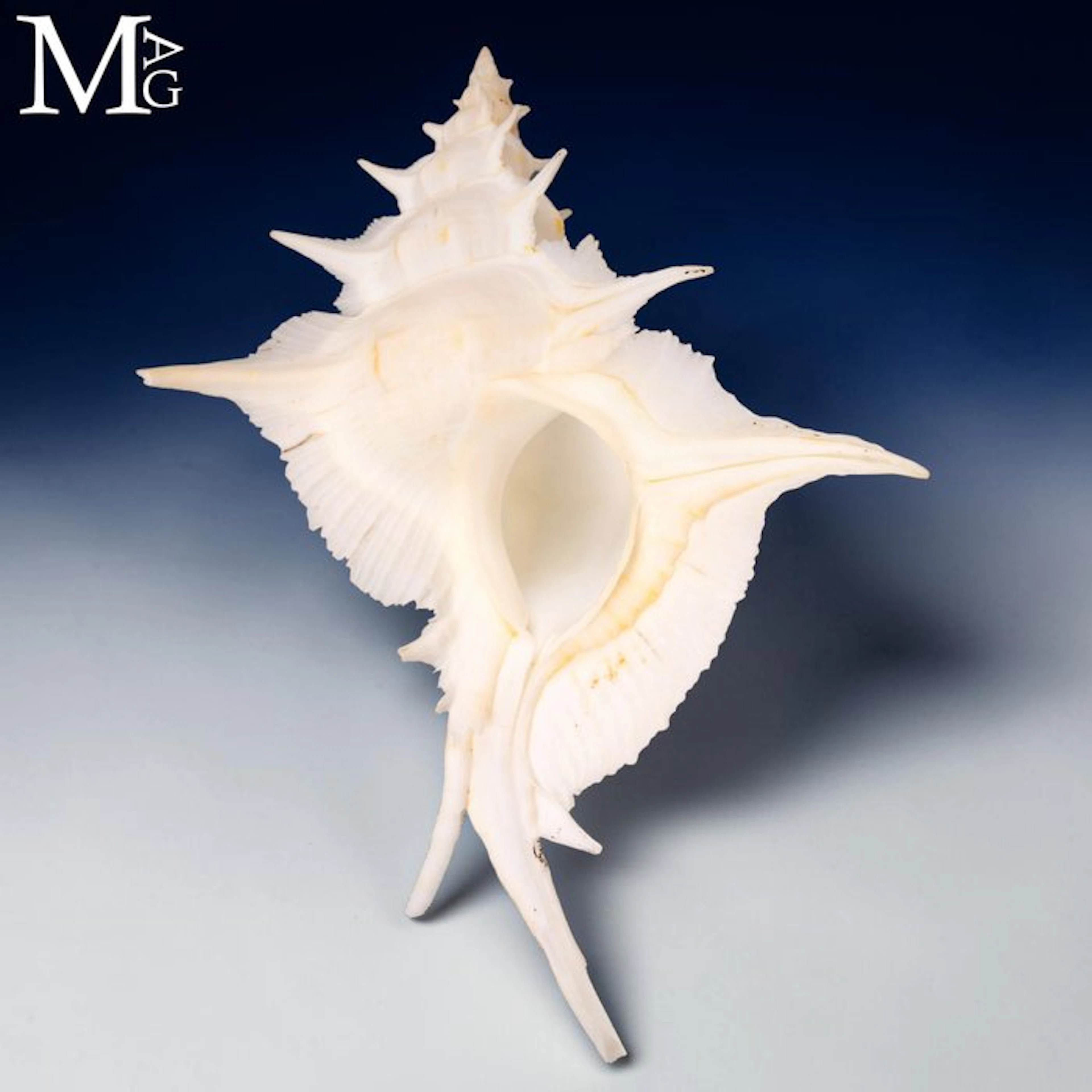 Spectacular Muricidae Rare 156 mm Alabaster Murex...