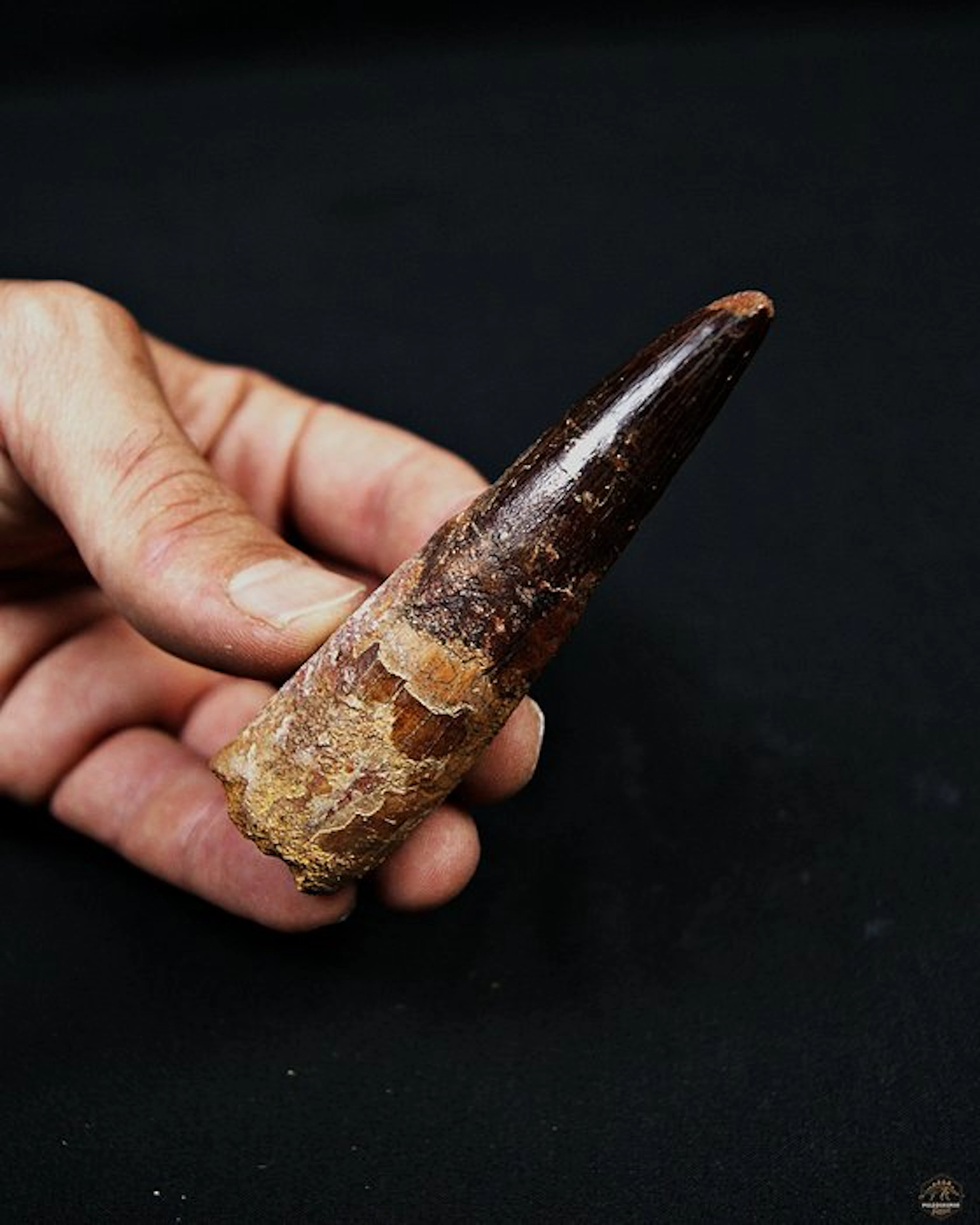 Spinosaur - Fossilised tusk - Spinosaurus aegyptiacus