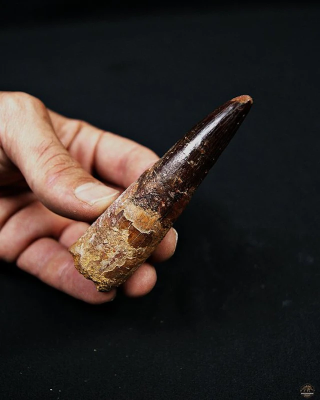Spinosaur - Fossilised tusk - Spinosaurus aegyptiacus