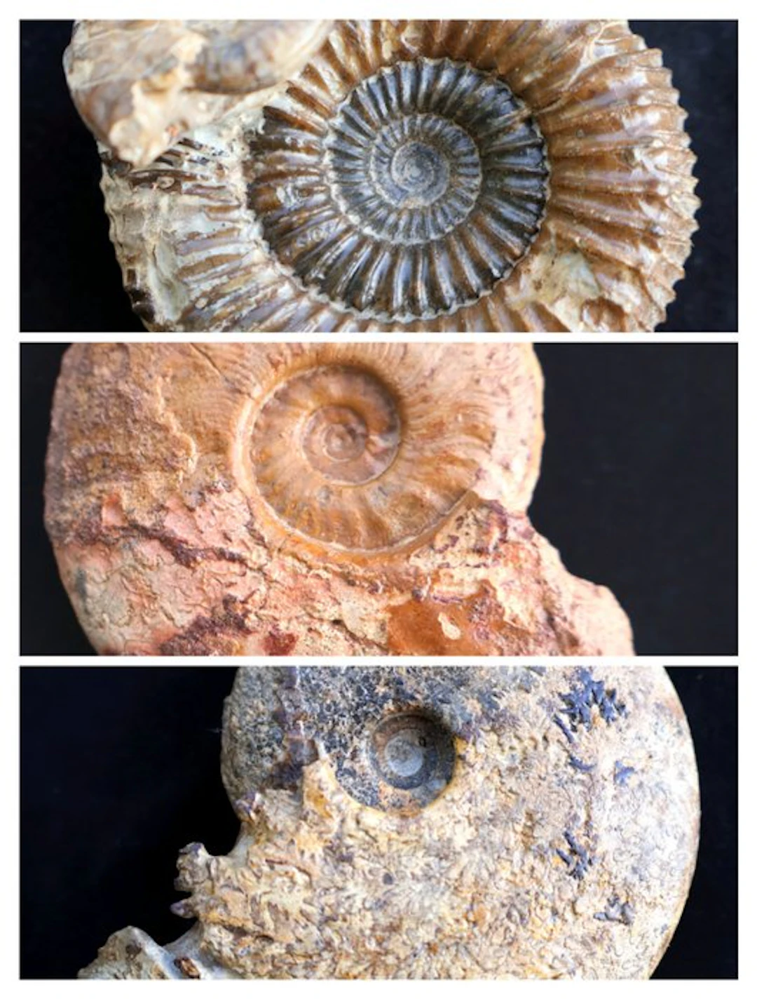 3 different Jurassic ammonites - Fossilised shell...