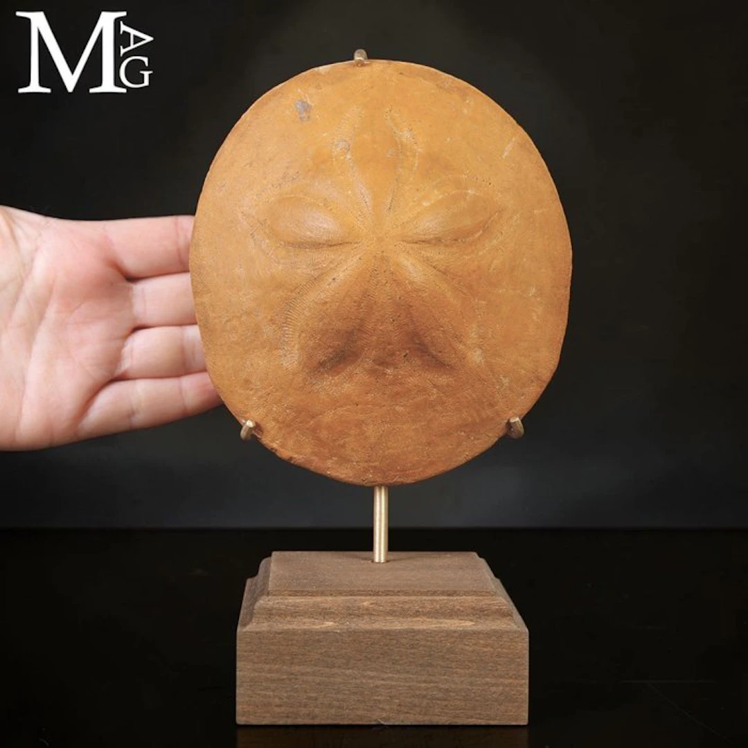 Fossil Sea Bisquit Clypeaster - Height: 190 mm - Width: 100 mm- 799 g - (1)
