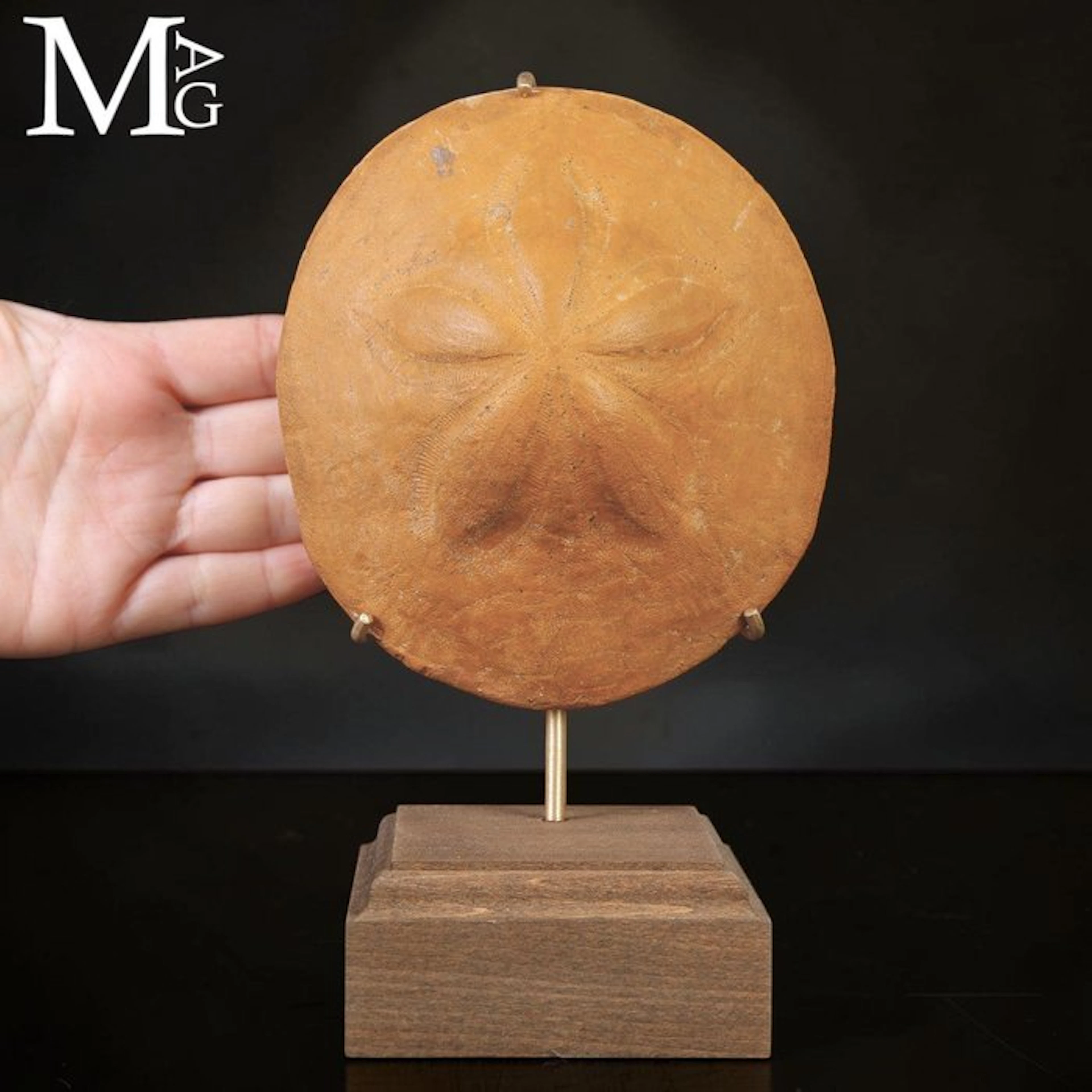 Fossil Sea Bisquit Clypeaster - Height: 190 mm - Width: 100 mm- 799 g - (1)
