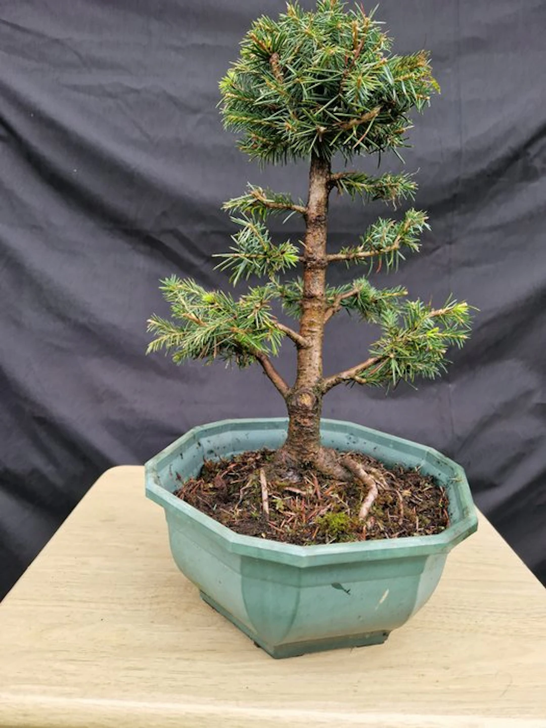 Spruce bonsai (Picea) - Height (Tree): 40 cm - Depth (Tree): 30 cm - France