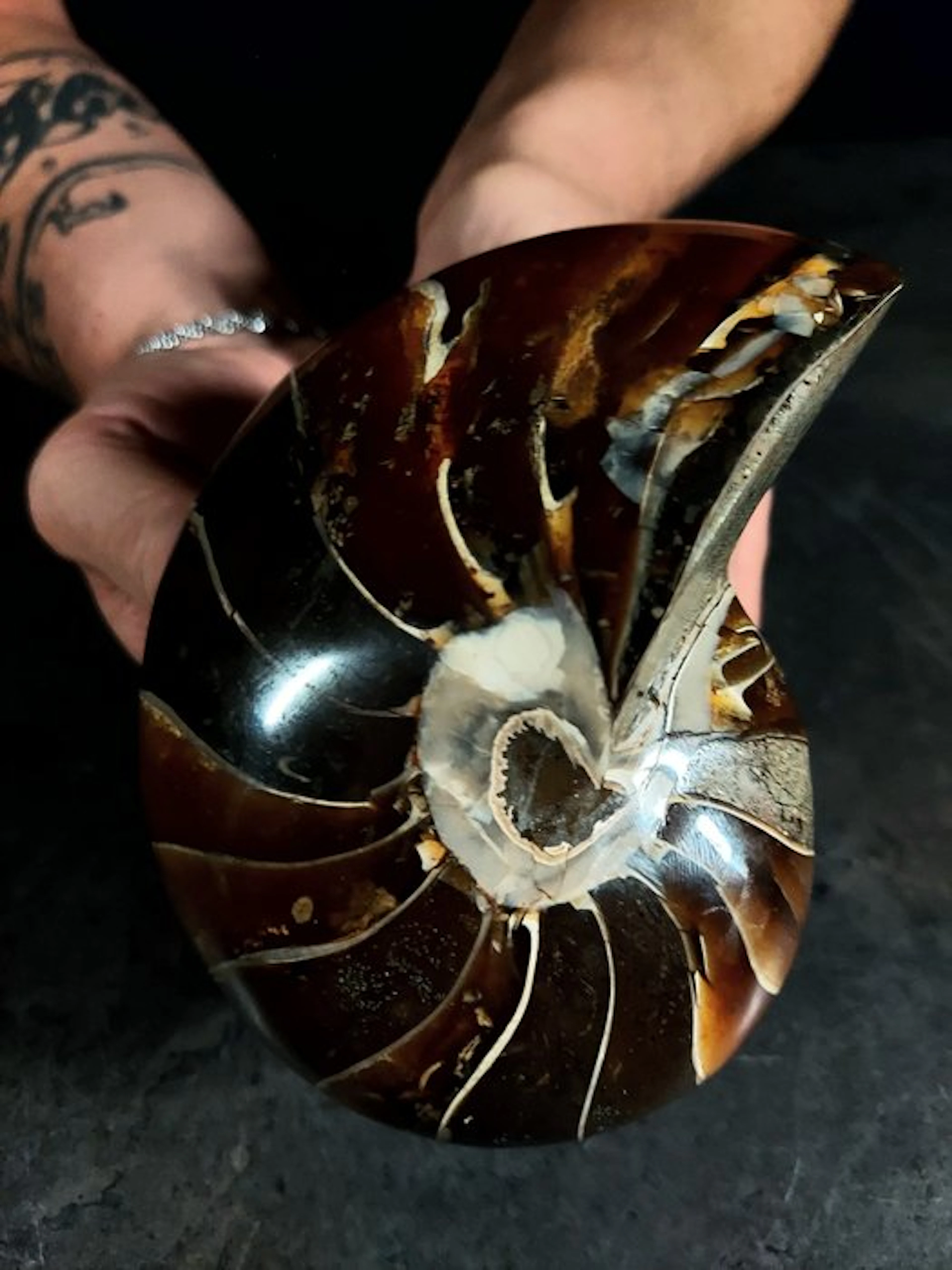 Nautiloid - Fossilised animal - cymatoceras - 12 cm - 7.5 cm