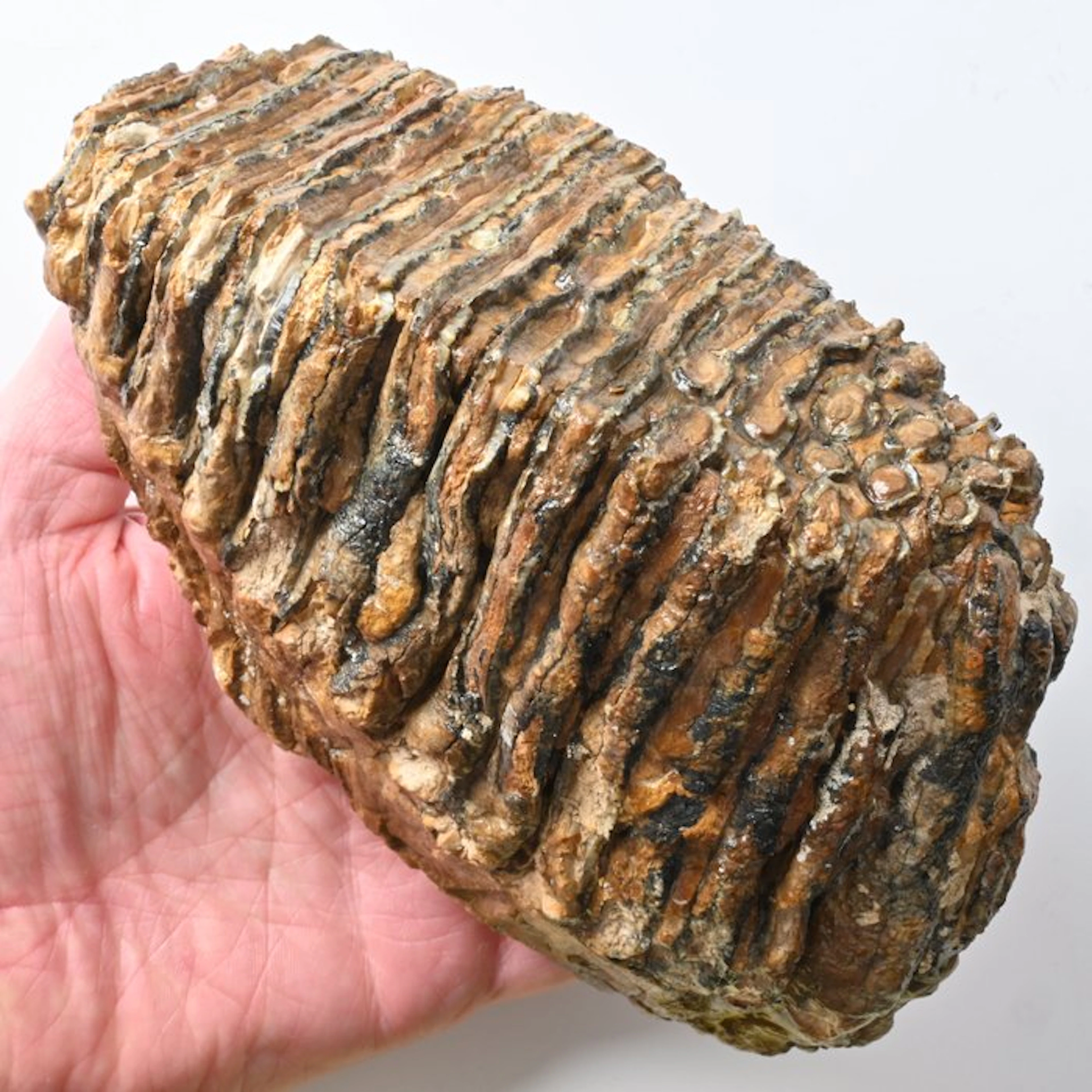 Woolly Mammoth - Fossil tooth - Mammuthus primigenius...