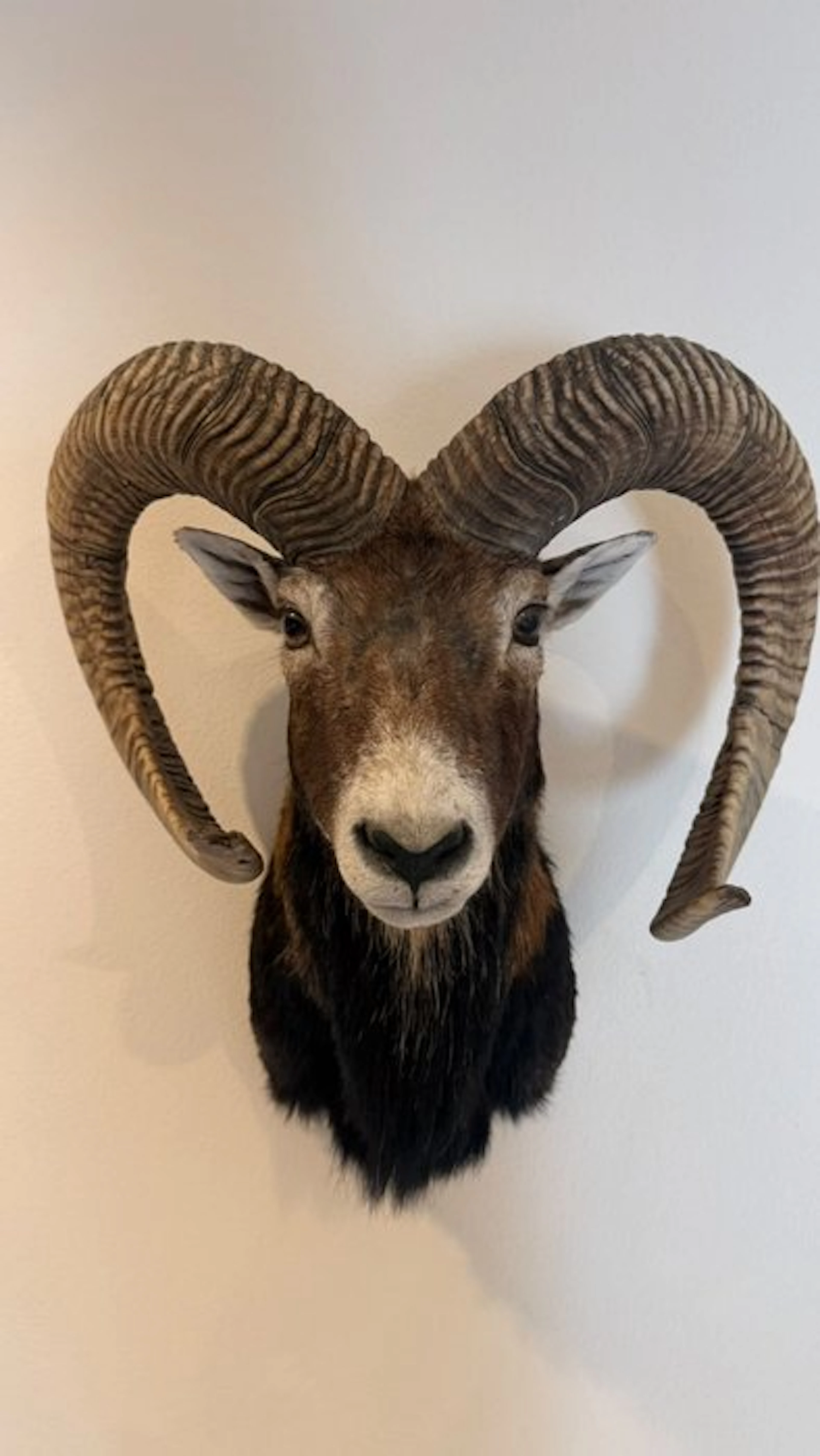 Mouflon Taxidermy wall mount - Muflone - 60 cm - 45 cm - 45 cm - 1