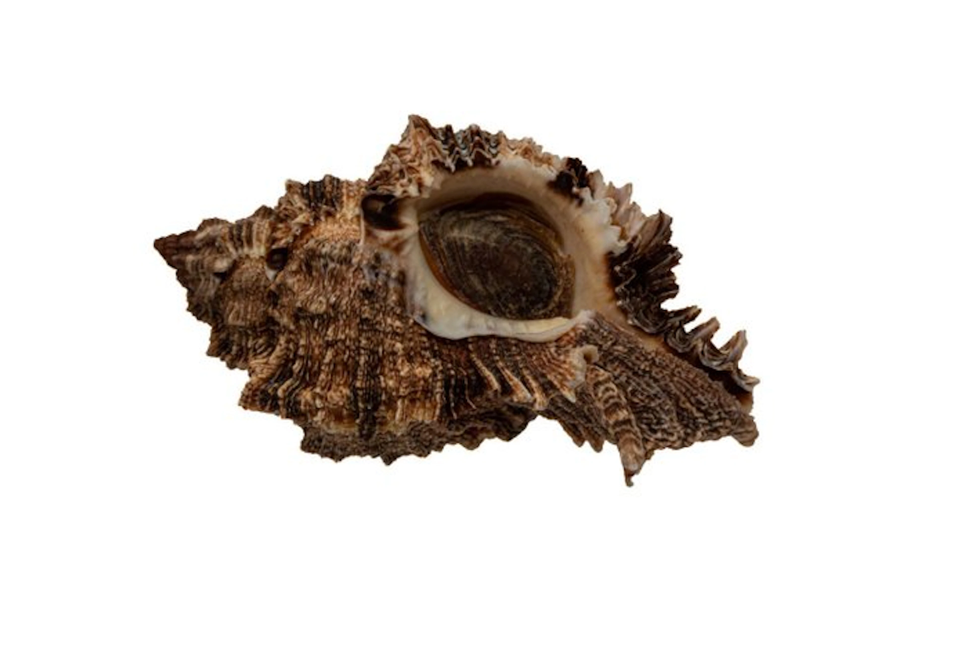 Phyllonotus pomum (100mm) - WORLD RECORD SIZE Category...