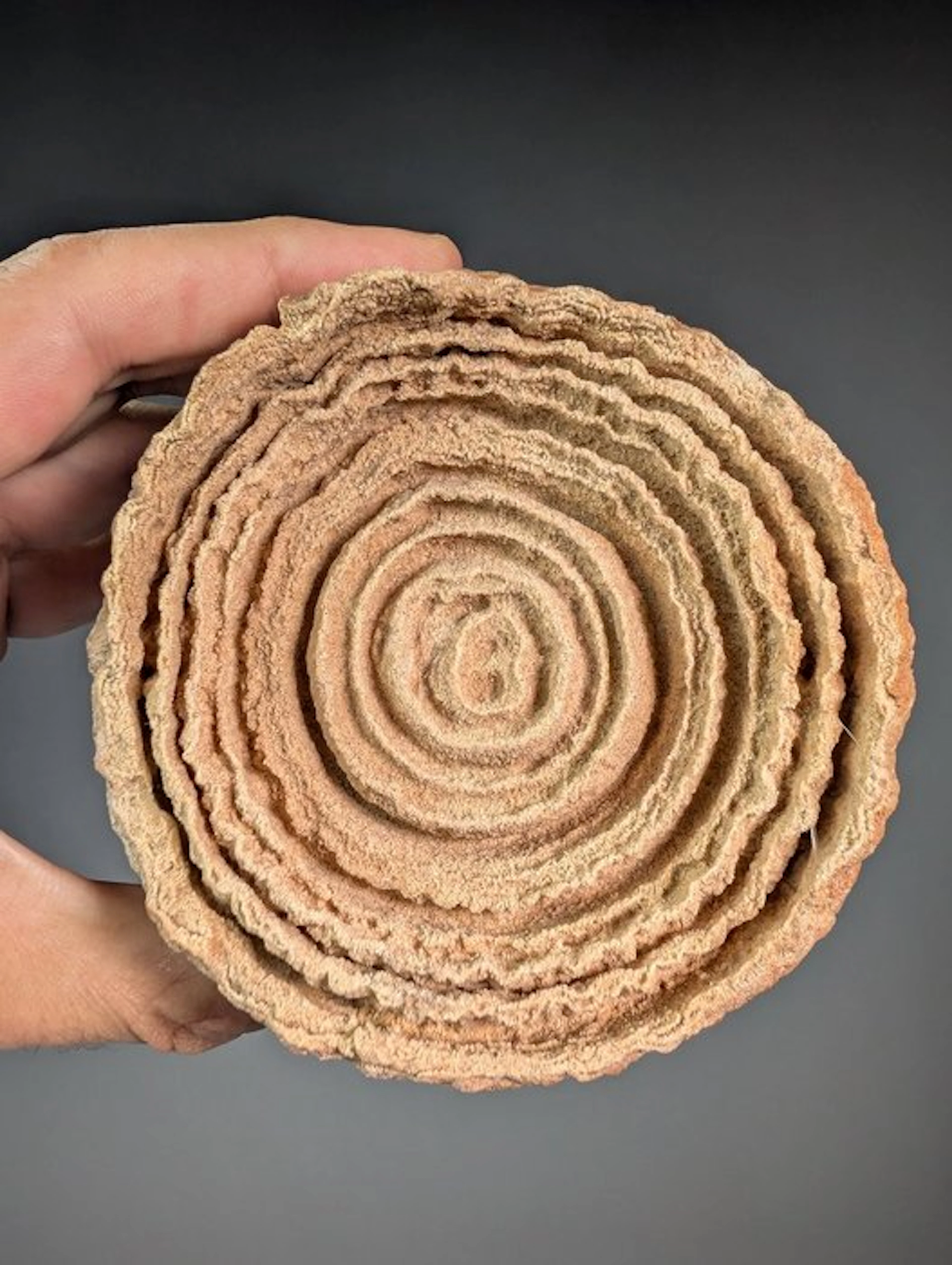Desert rose (stromatolite) on stand - Height: 10.5 cm...