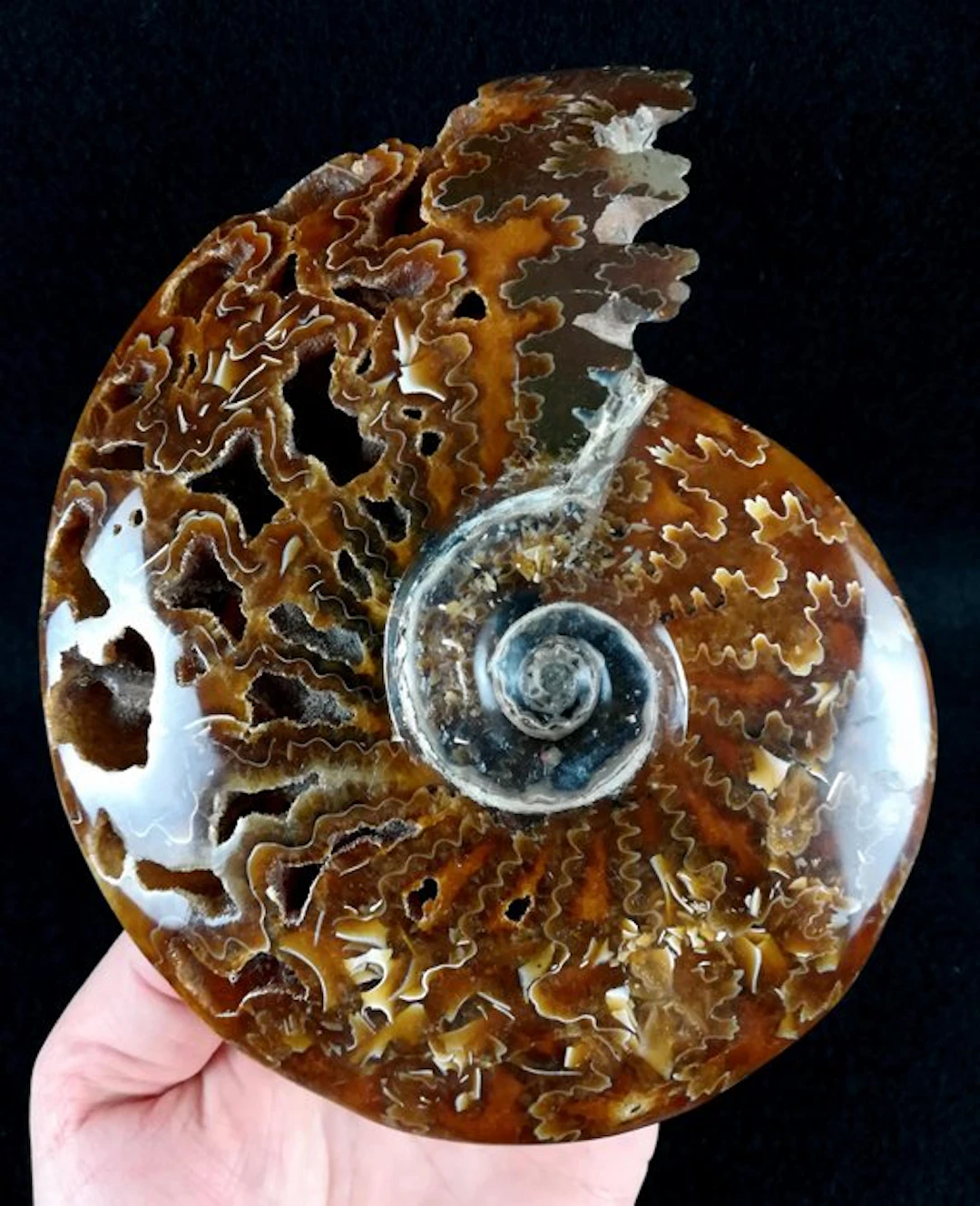 Ammonite - Fossilised animal - Aioloceras (Cleoniceras)...