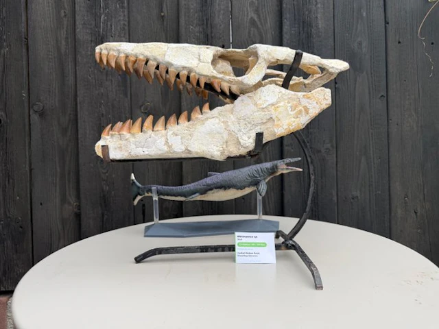 Mosasaur - Fossil skull - Mosasaurus sp. - 38 cm - 18 cm