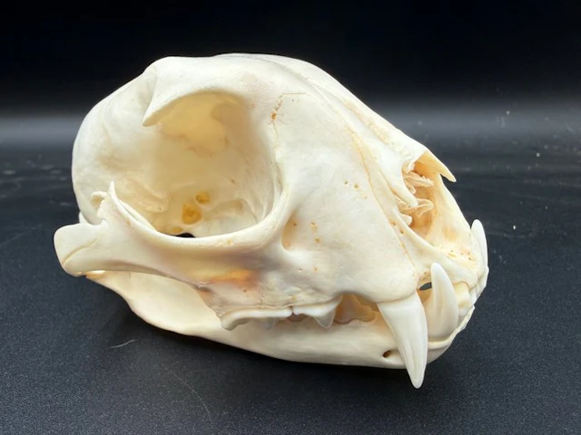 Lynx Skull - Lynx Canadensis - 7.5 cm - 8.5 cm - 13 cm...