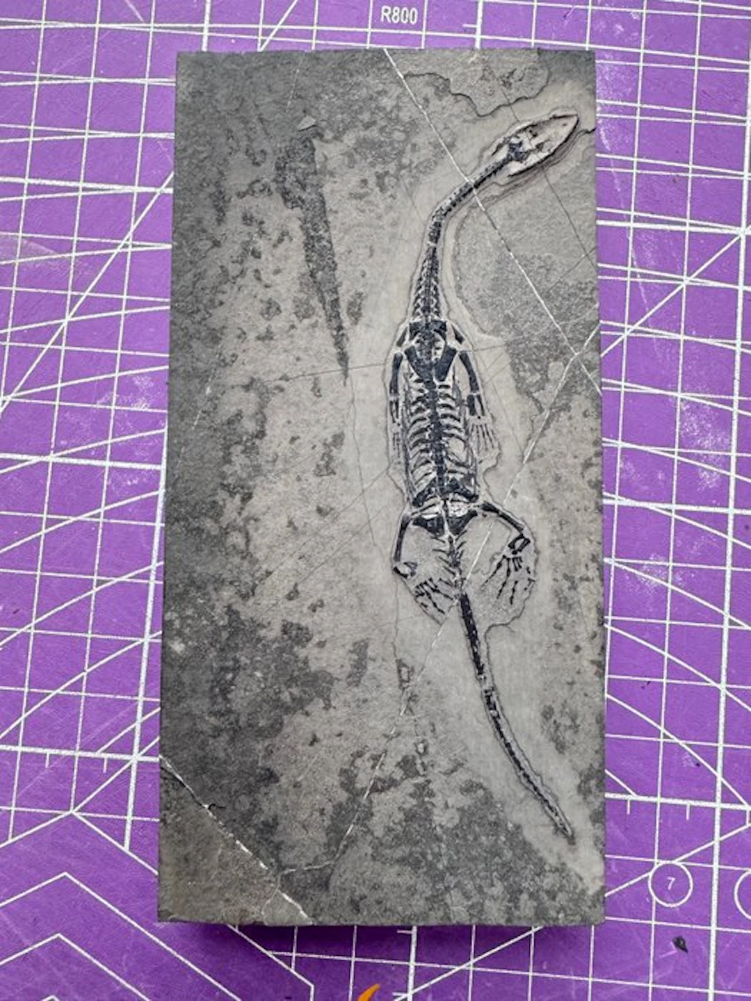 Fossil reptile: Keichousaurus - a rare testimony from the...