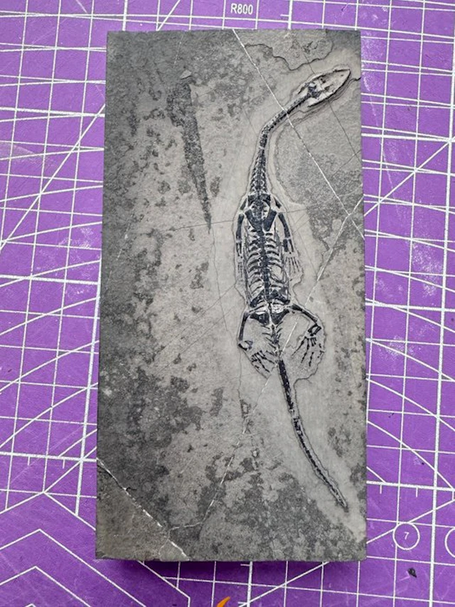 Fossil reptile: Keichousaurus - a rare testimony from the...