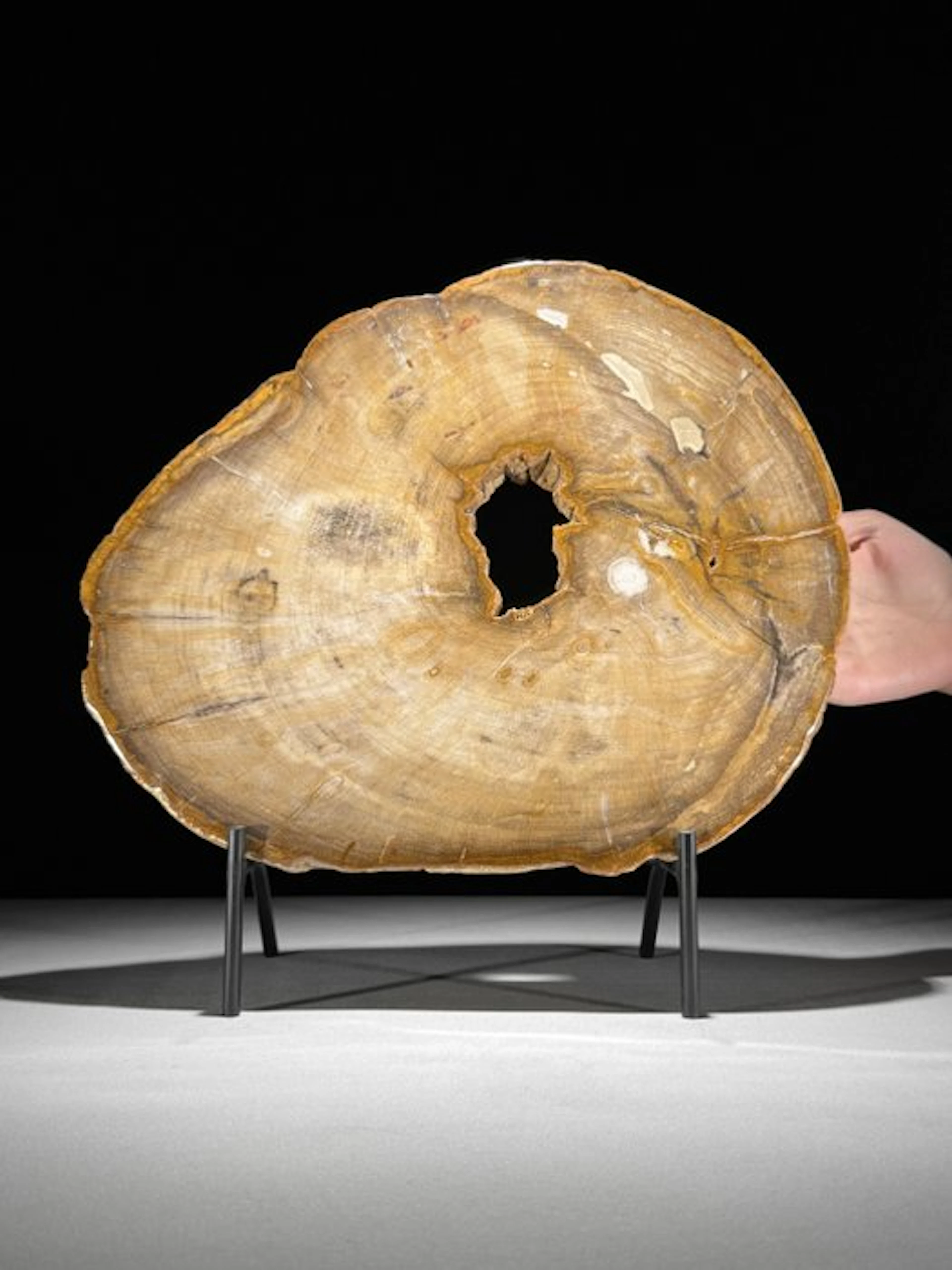C - Stunning Large Slice of Petrified Wood on a custom...