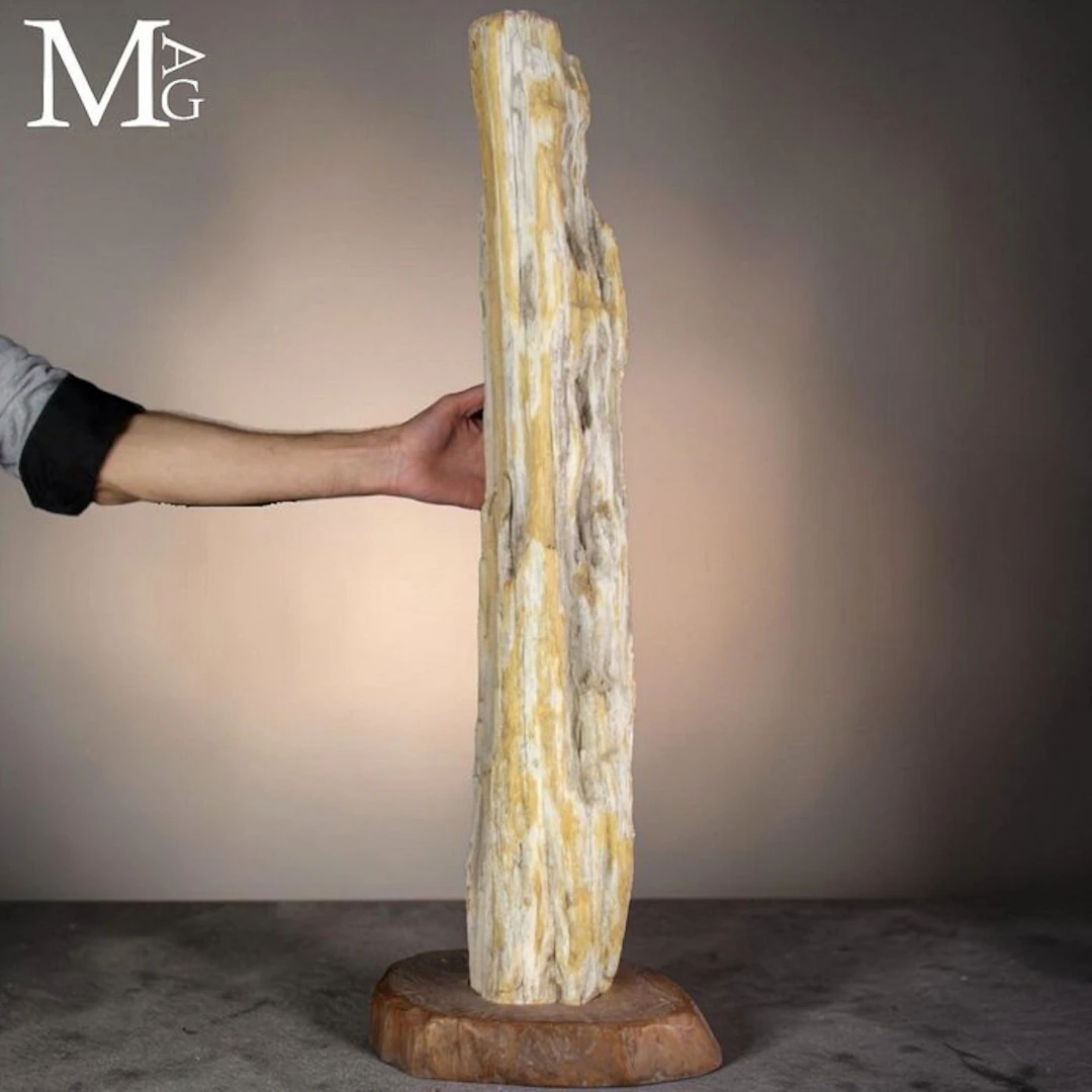Ancient Petrified Wood Trunk Segment - Natural Form...