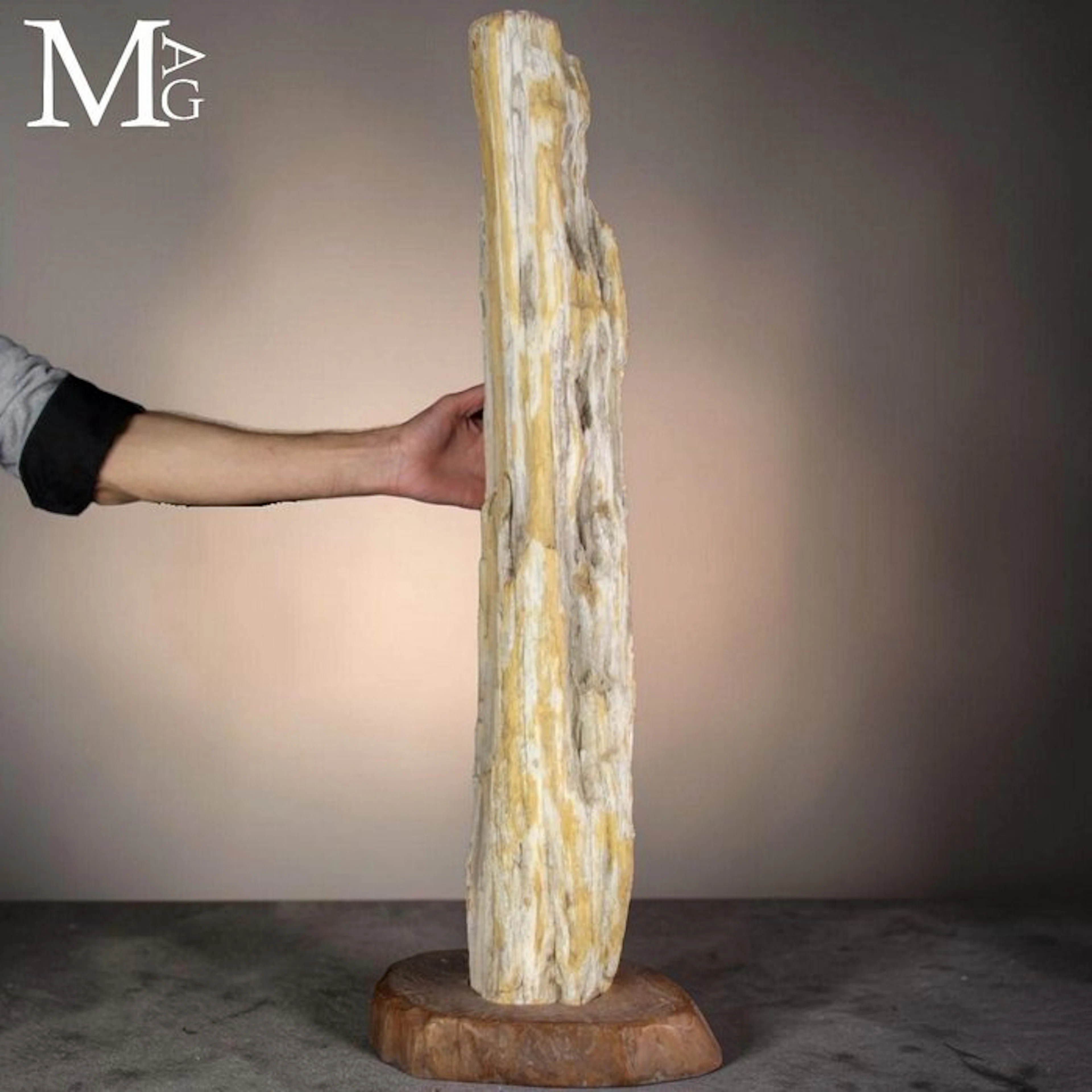 Ancient Petrified Wood Trunk Segment - Natural Form...
