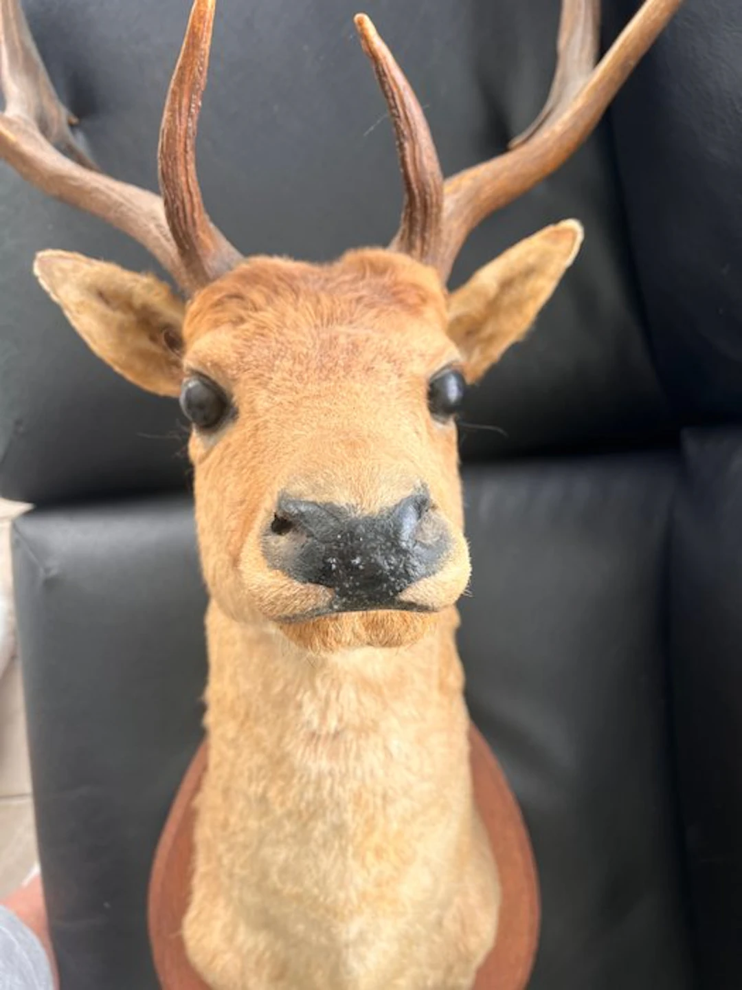 Deer Taxidermy head mount - Dama dama - 110 cm - 35 cm...