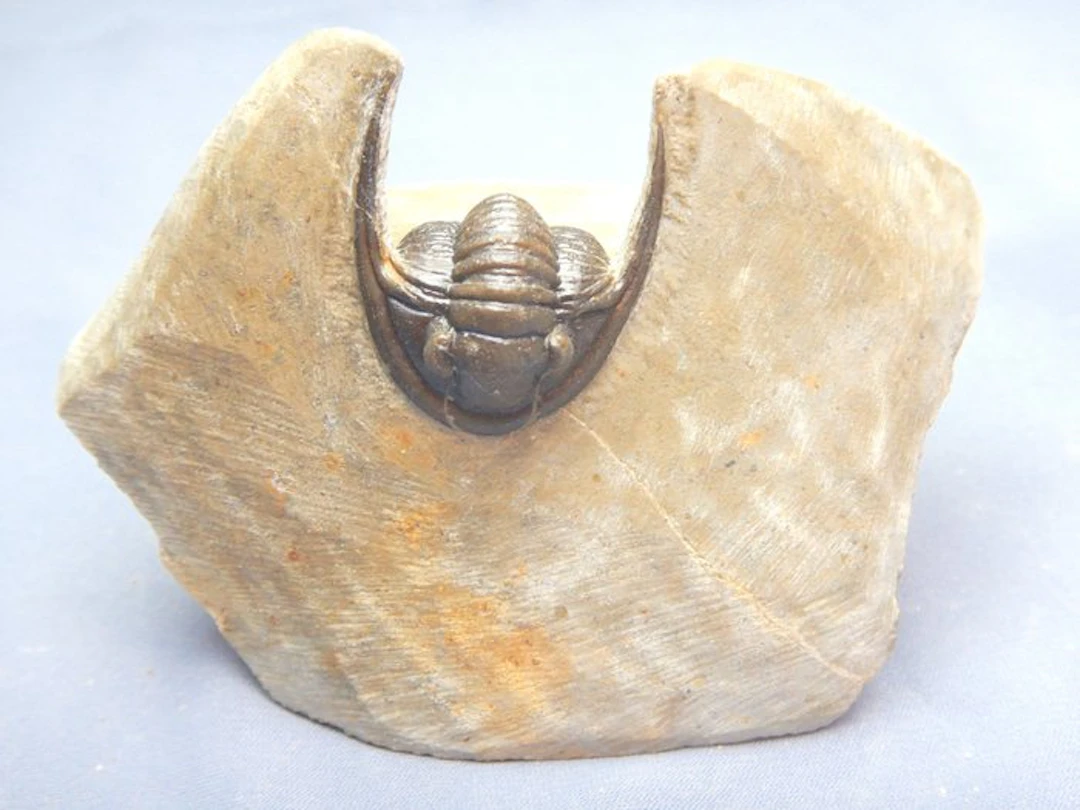 Fossil - Fossil skeleton - Cornuproetus cornutus - 3.5 cm (No reserve price)