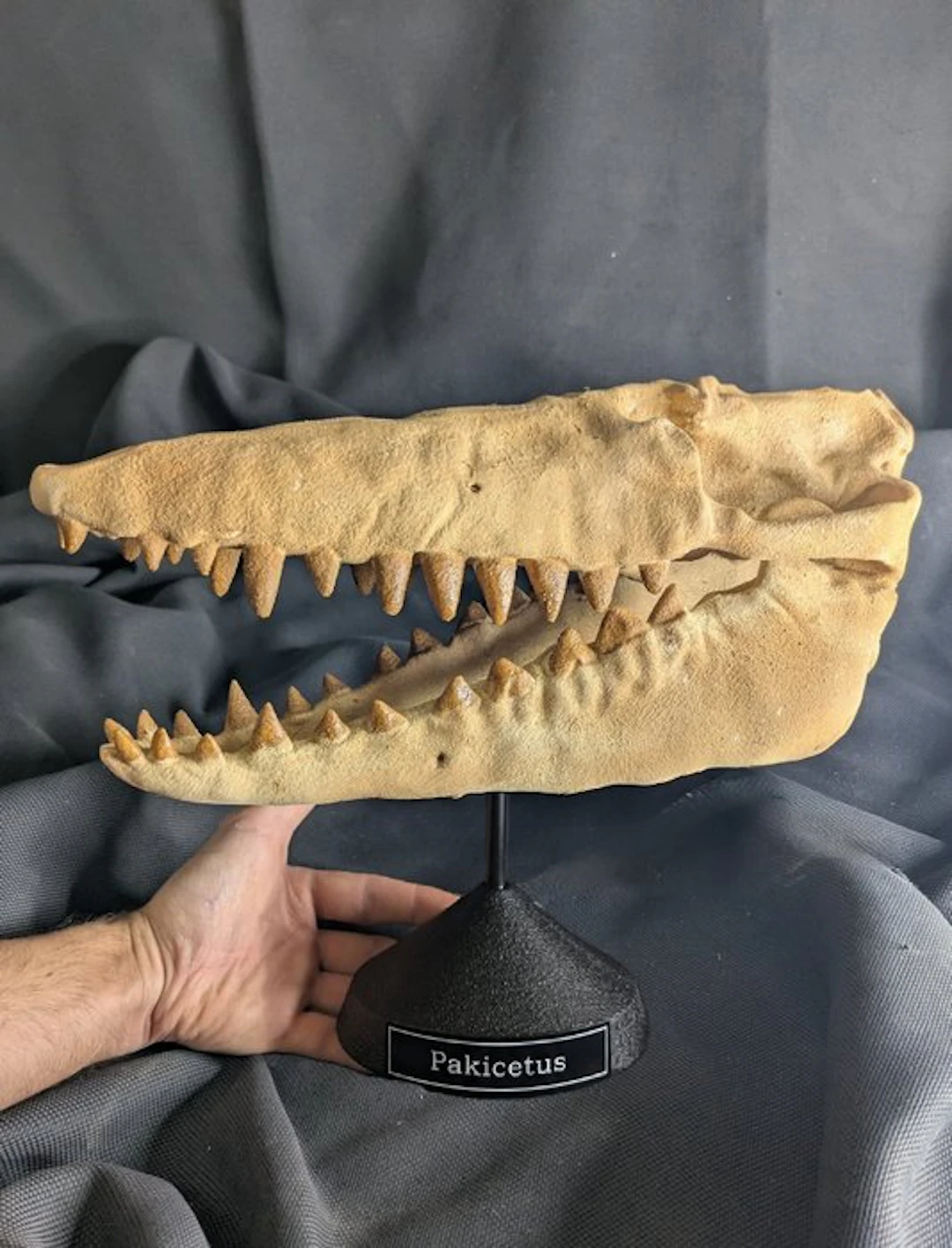 Fossil skull - Pakicetus - Whale terrestrial ancestor...