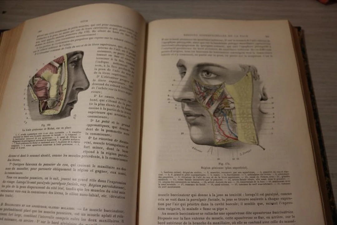 L. Testut; O
