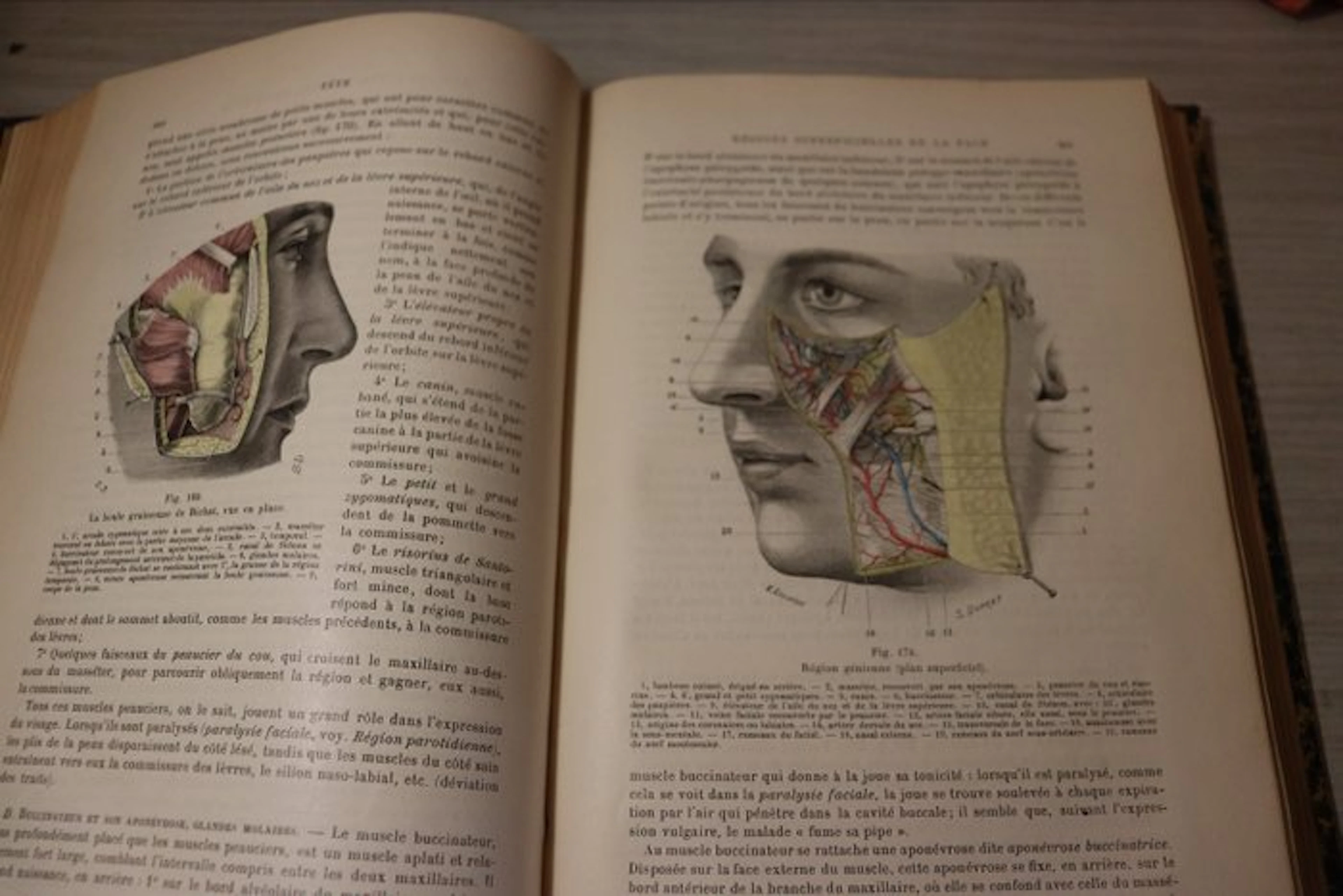 L. Testut; O