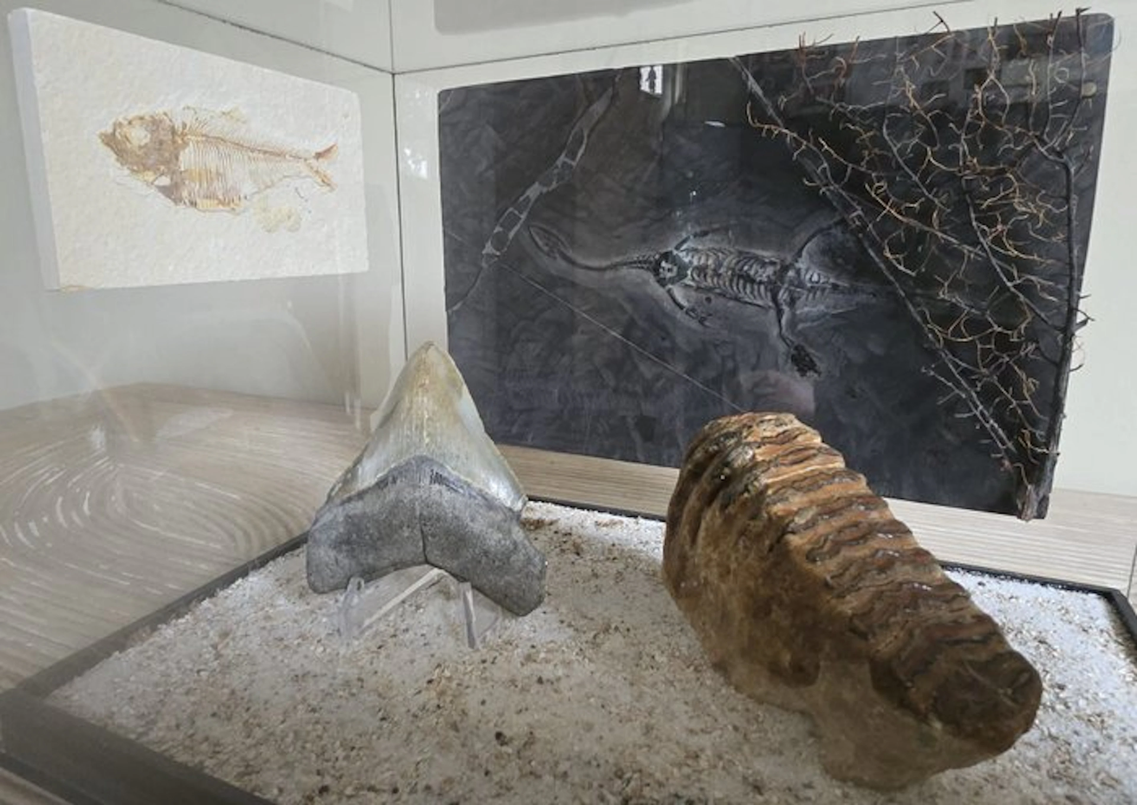 Zonder merk - Diorama Natural History - Keichousaurus