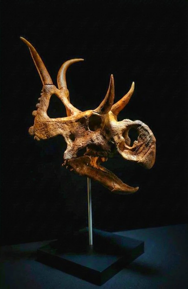 Diabloceratops Replica skull 28 cm - Fossil skull