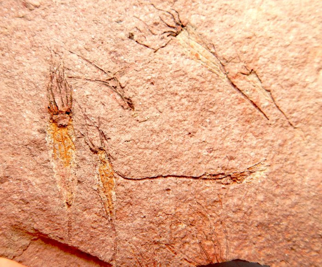 Echinoderm - Fossilised animal - Eocrinoids...