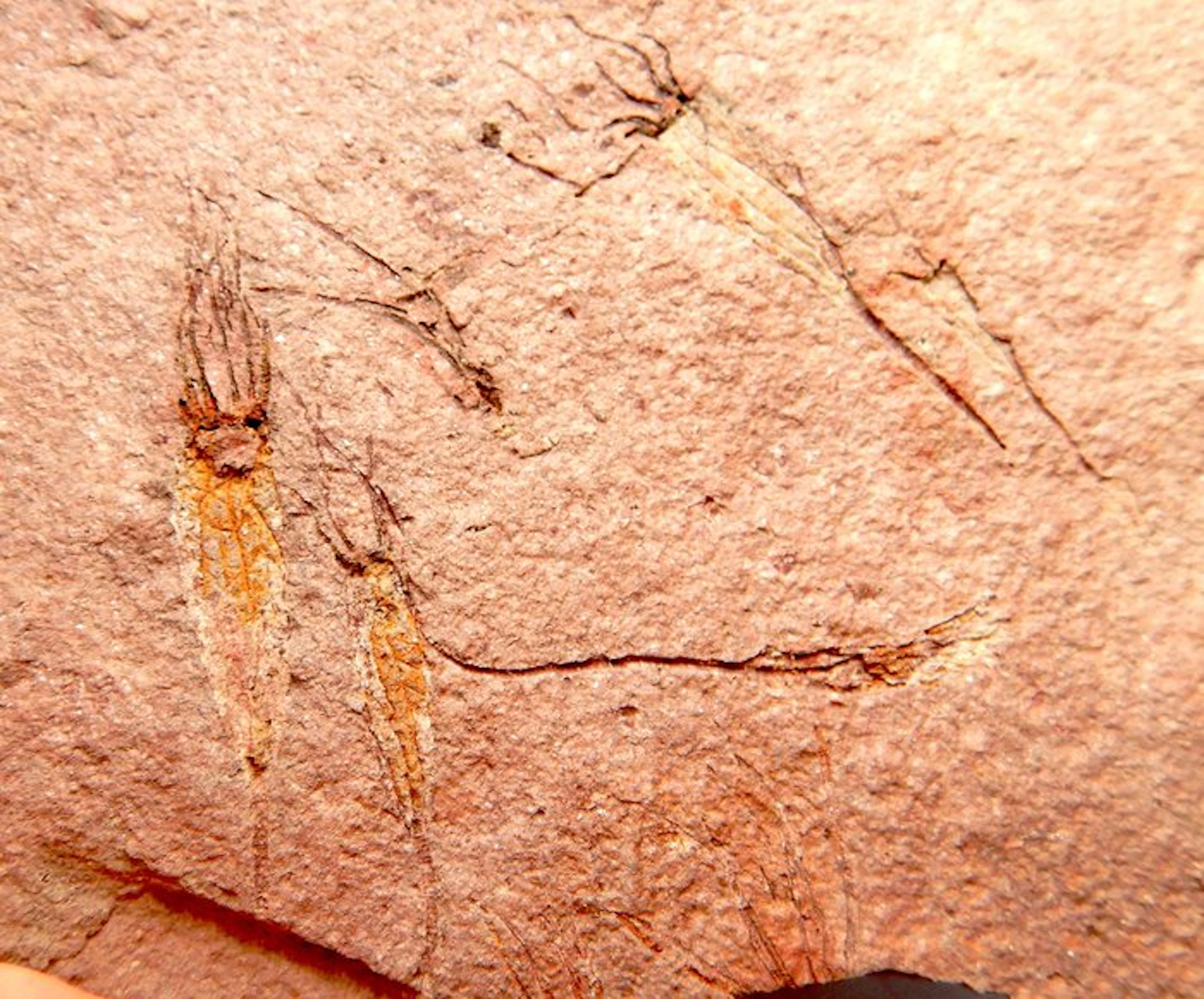 Echinoderm - Fossilised animal - Eocrinoids...
