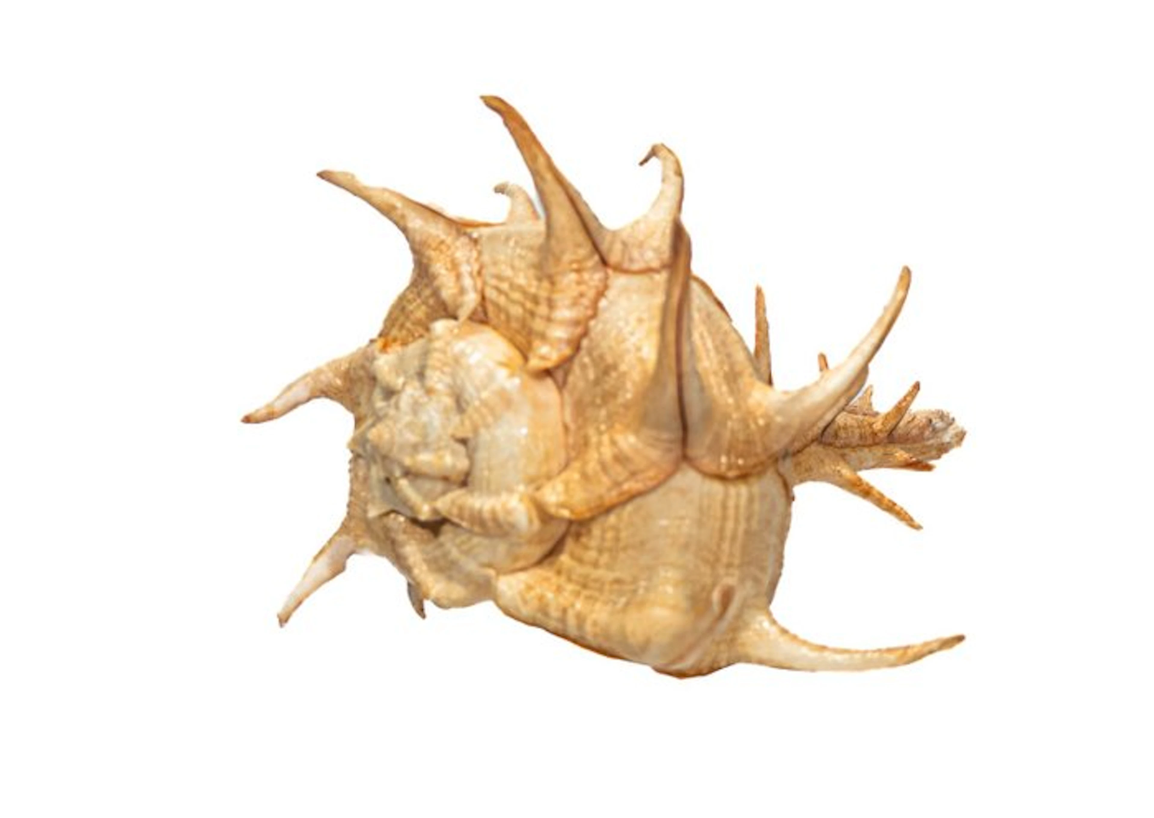 Massive African spiny snail: Architectural beauty meets armored marine life