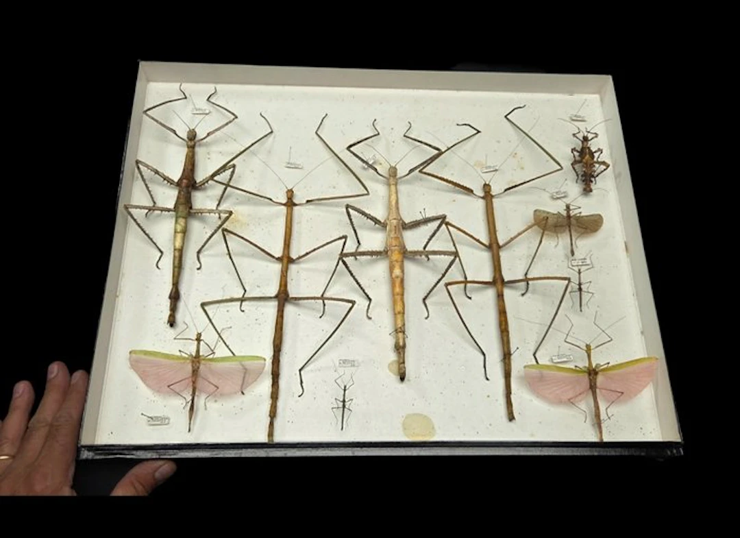 Rare monster stick insects perfect - ex French collection...