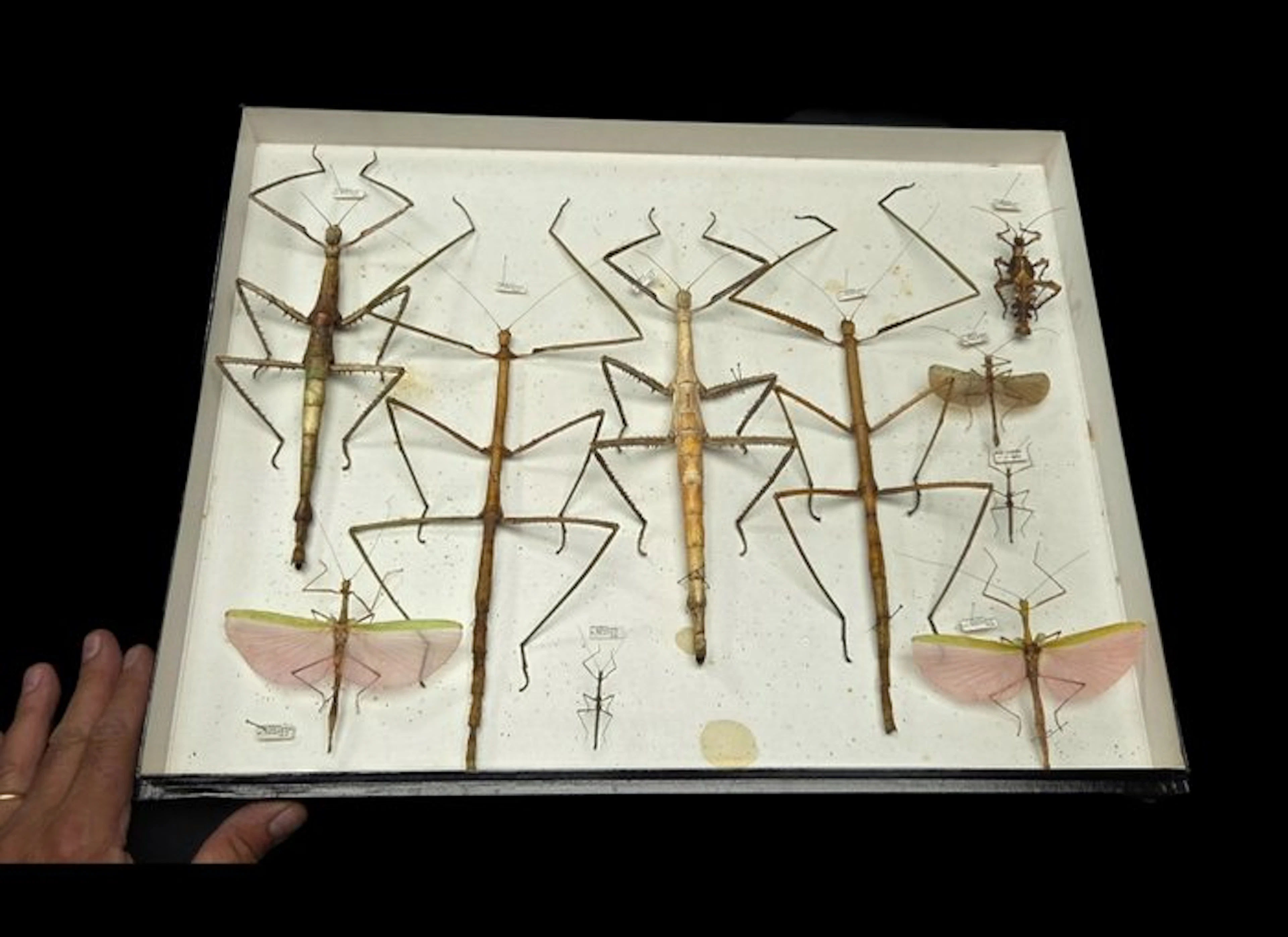 Rare monster stick insects perfect - ex French collection...