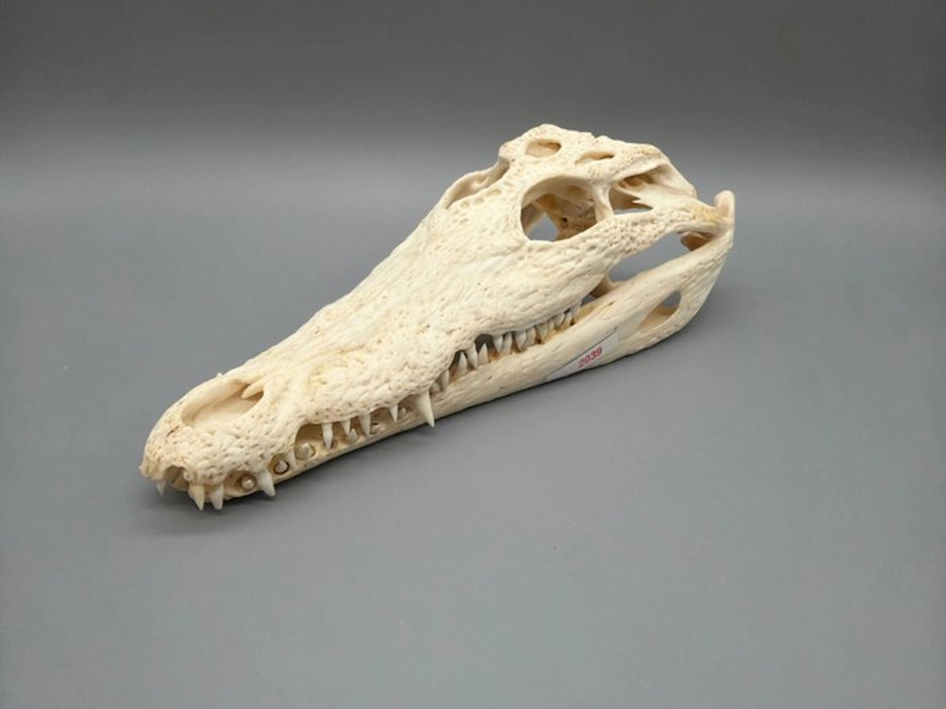 Nile Crocodile Skull - Crocodylus niloticus - 7 cm - 10...