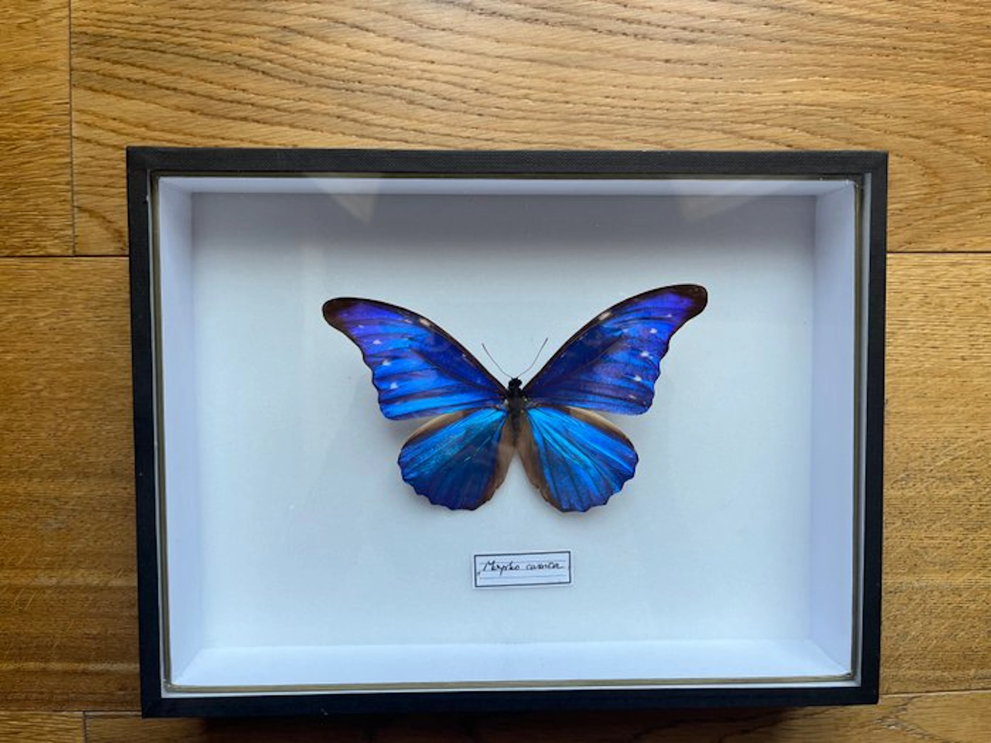 Butterfly Taxidermy full body mount - Morpho cassica...