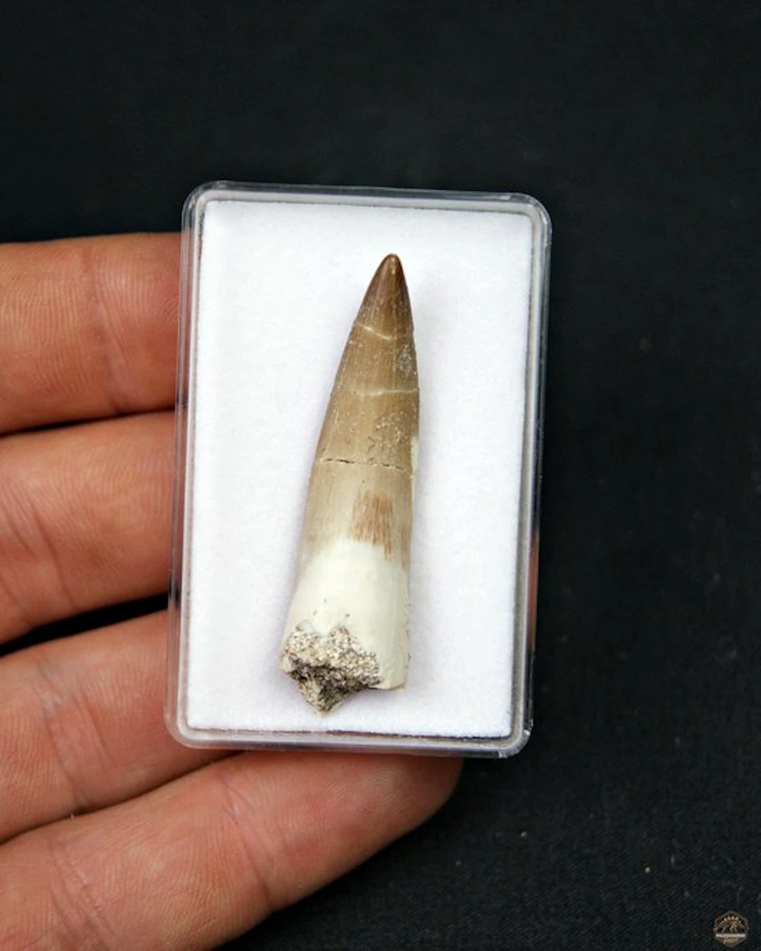 Marine reptile - Fossil tooth - Plesiosaurus sp. (No reserve price)