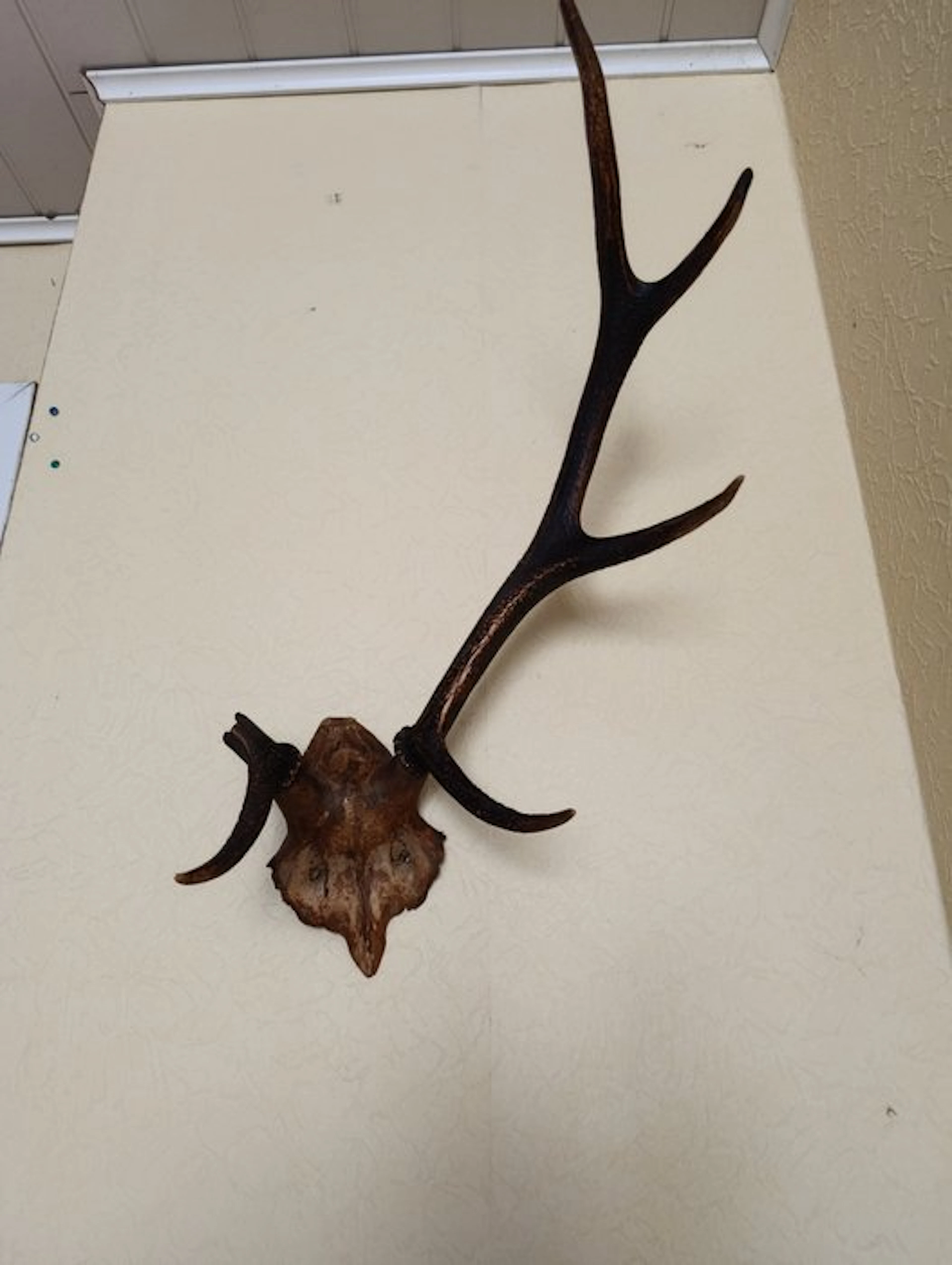 Deer Skull with antlers - Cervus elaphus - 70 cm - 60 cm - 40 cm - (1)