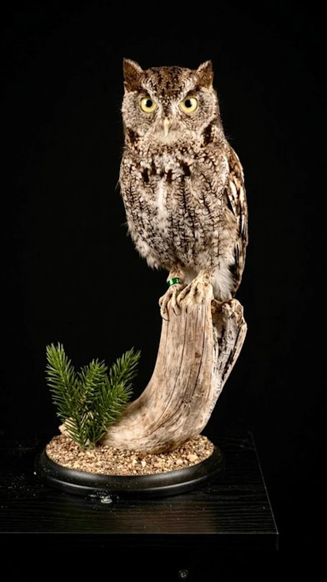 Mountain Scops-Owl Taxidermy full body mount - Megascops...