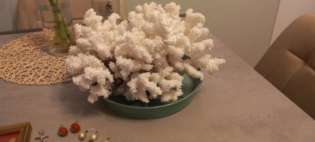 Coral Coral - Corallium konojoi e Corallium secundum (No reserve price)