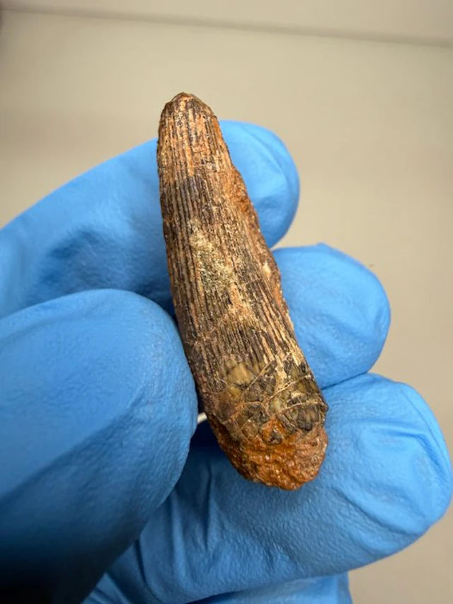 Dinosaur - Fossil tooth - Ichthyovenator Laosensis