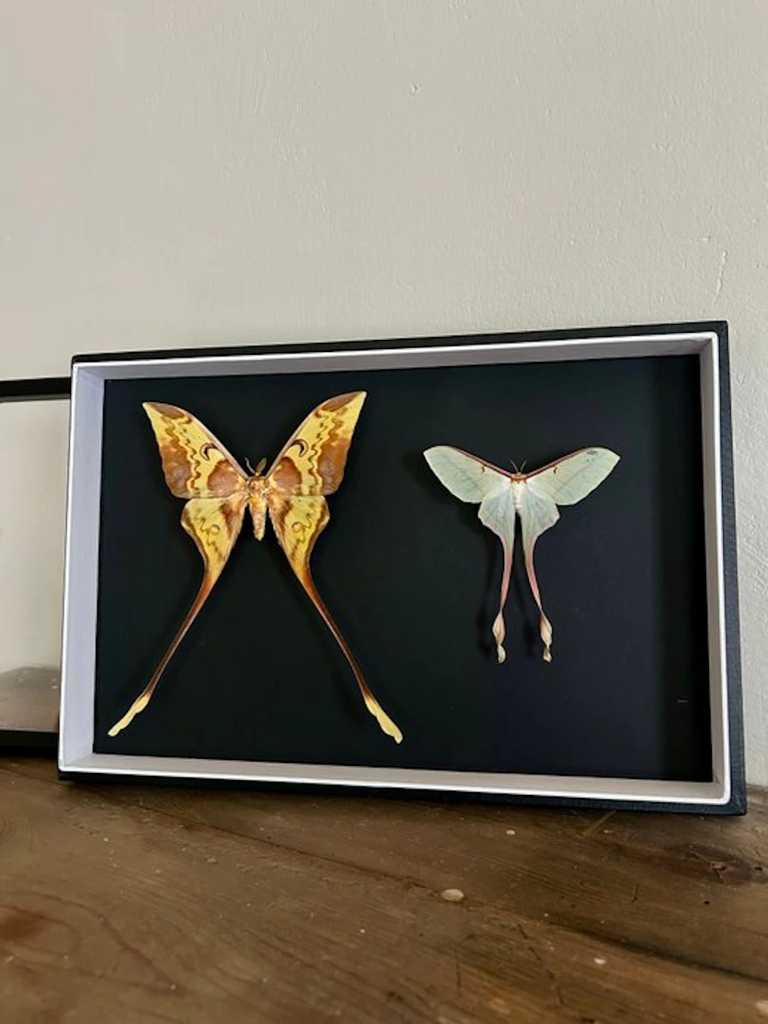 Butterfly Taxidermy full body mount - Lepidoptera - 39 cm...